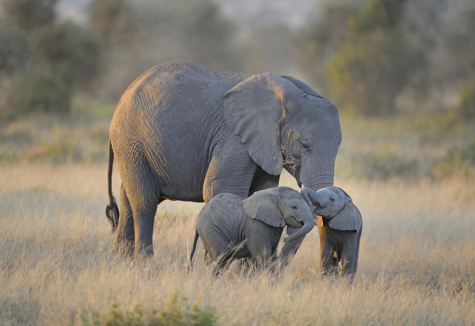 twin baby słonie słonie afryka park narodowy amboseli