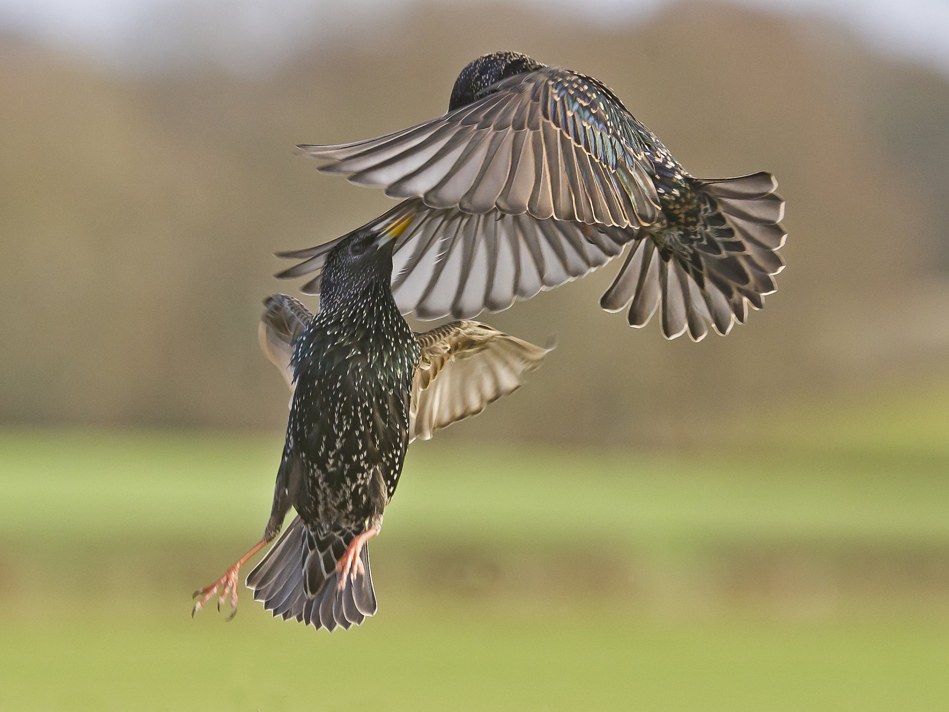 aves estorninos batalla en el aire