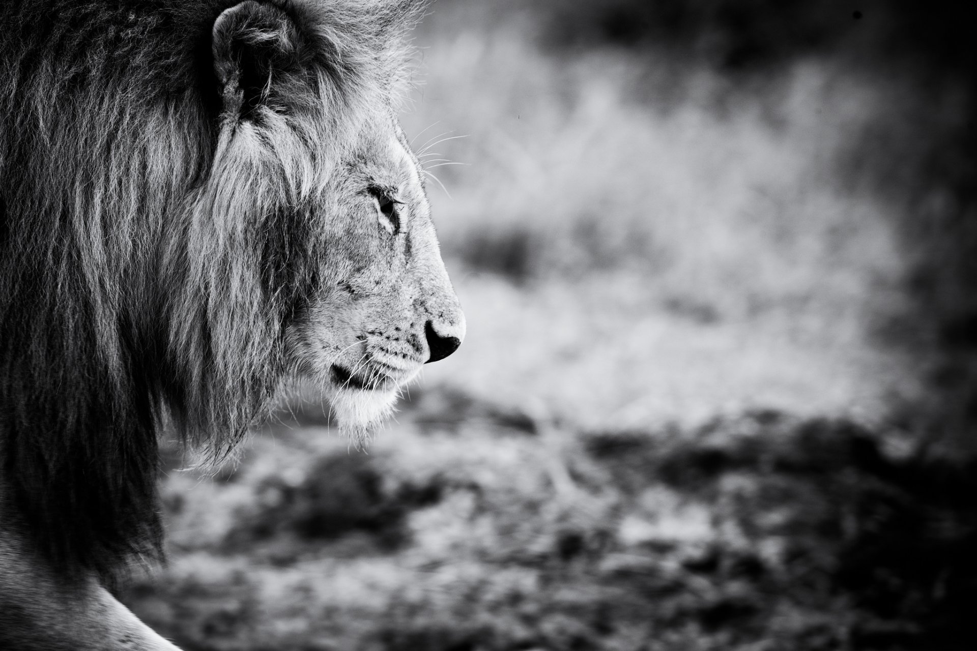 león animales blanco y negro animal