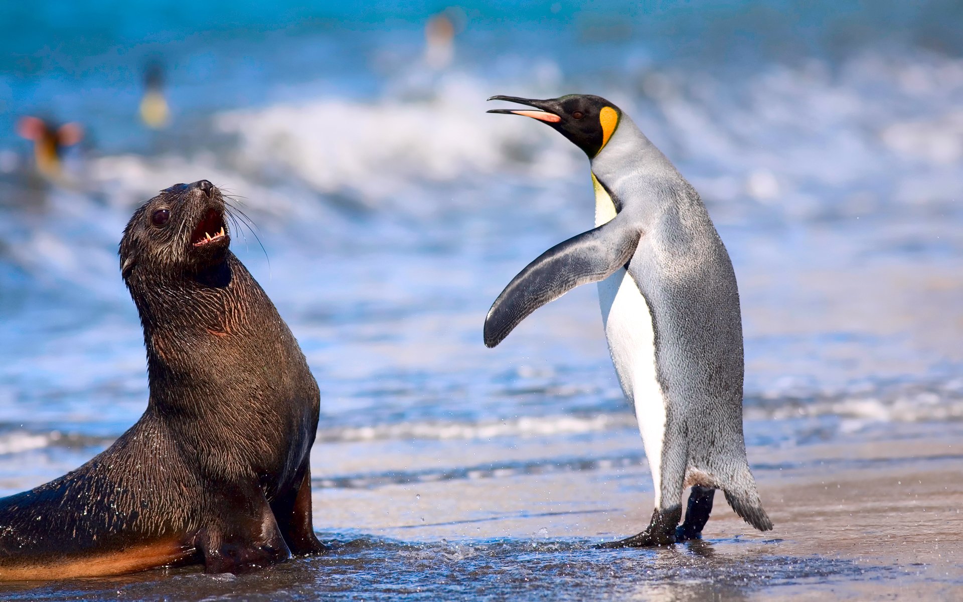 pingouin royal kerguelen seal mer océan plage