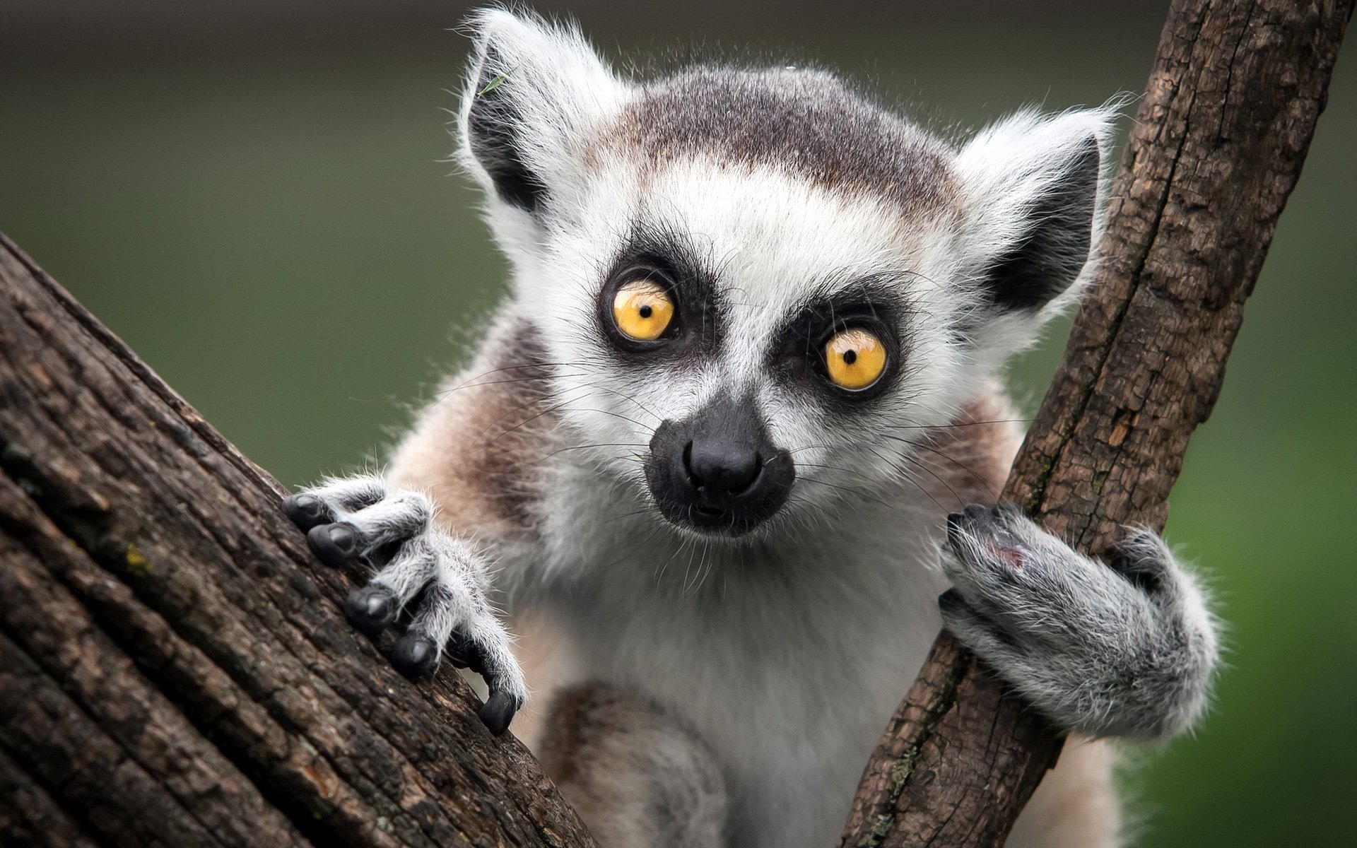 koci lemur małpa natura