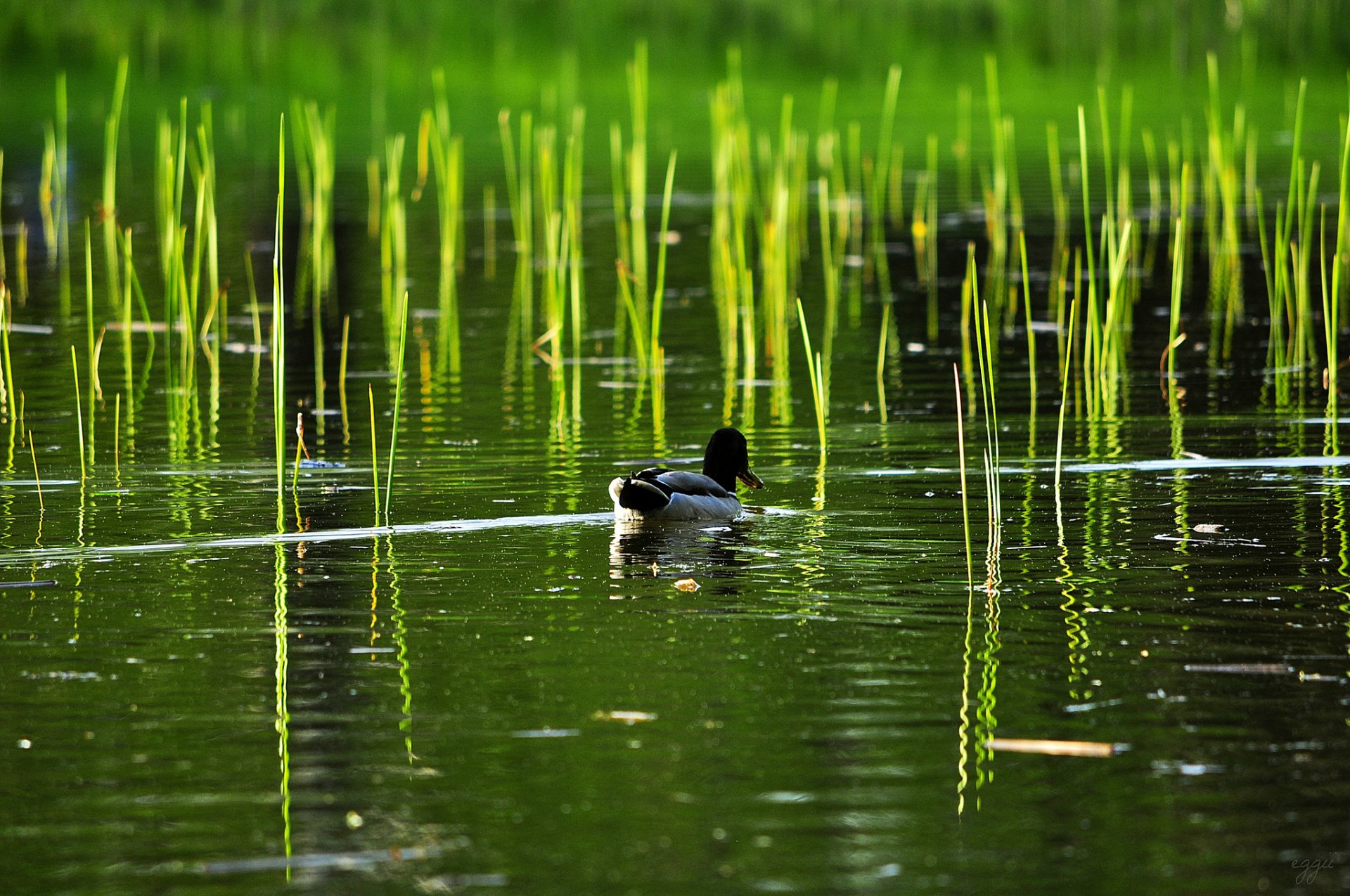 lago estanque juncos pato