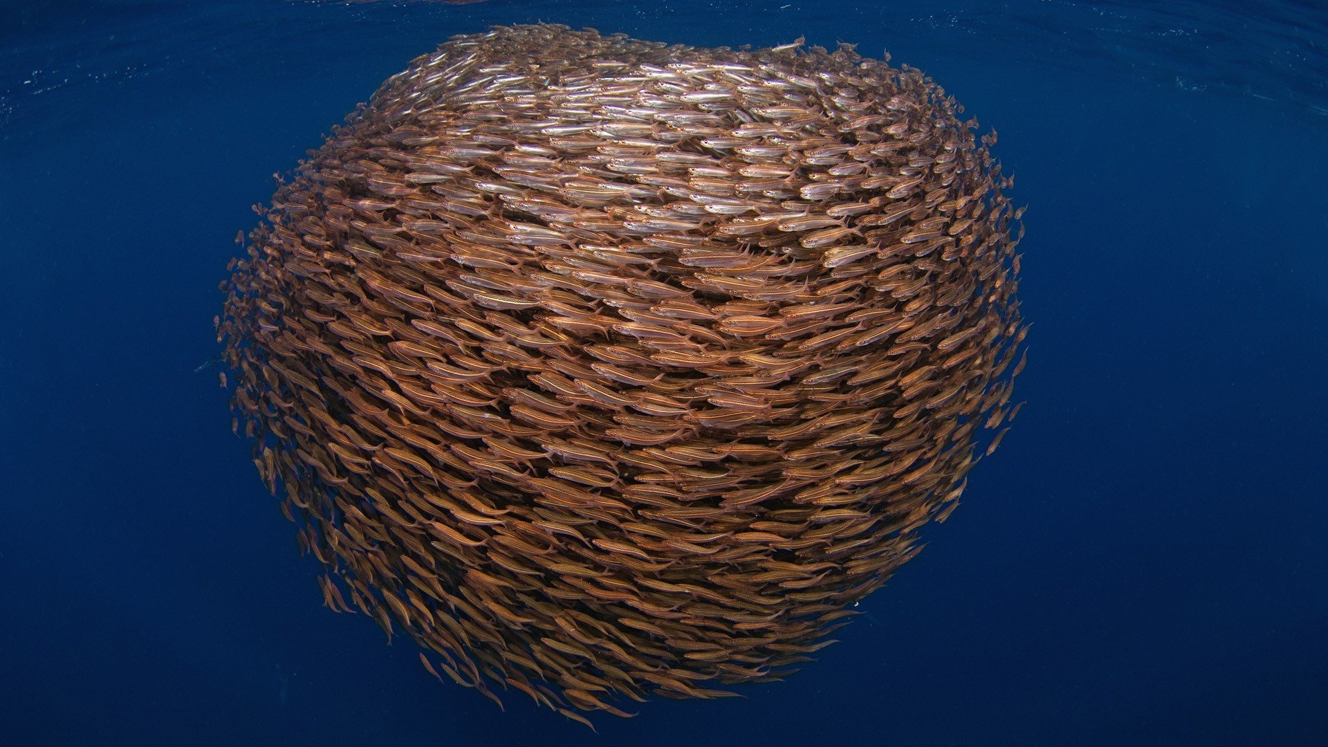 meer unterwasserwelt fische pfosten rudel