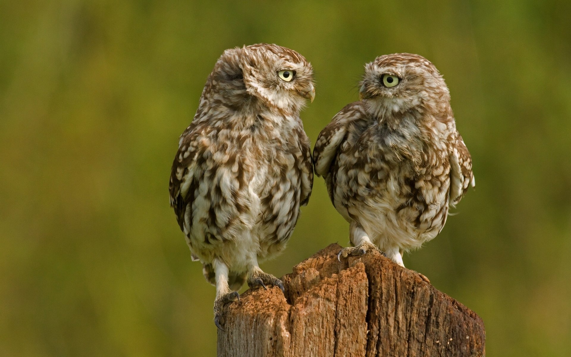 owl owls chicks bird