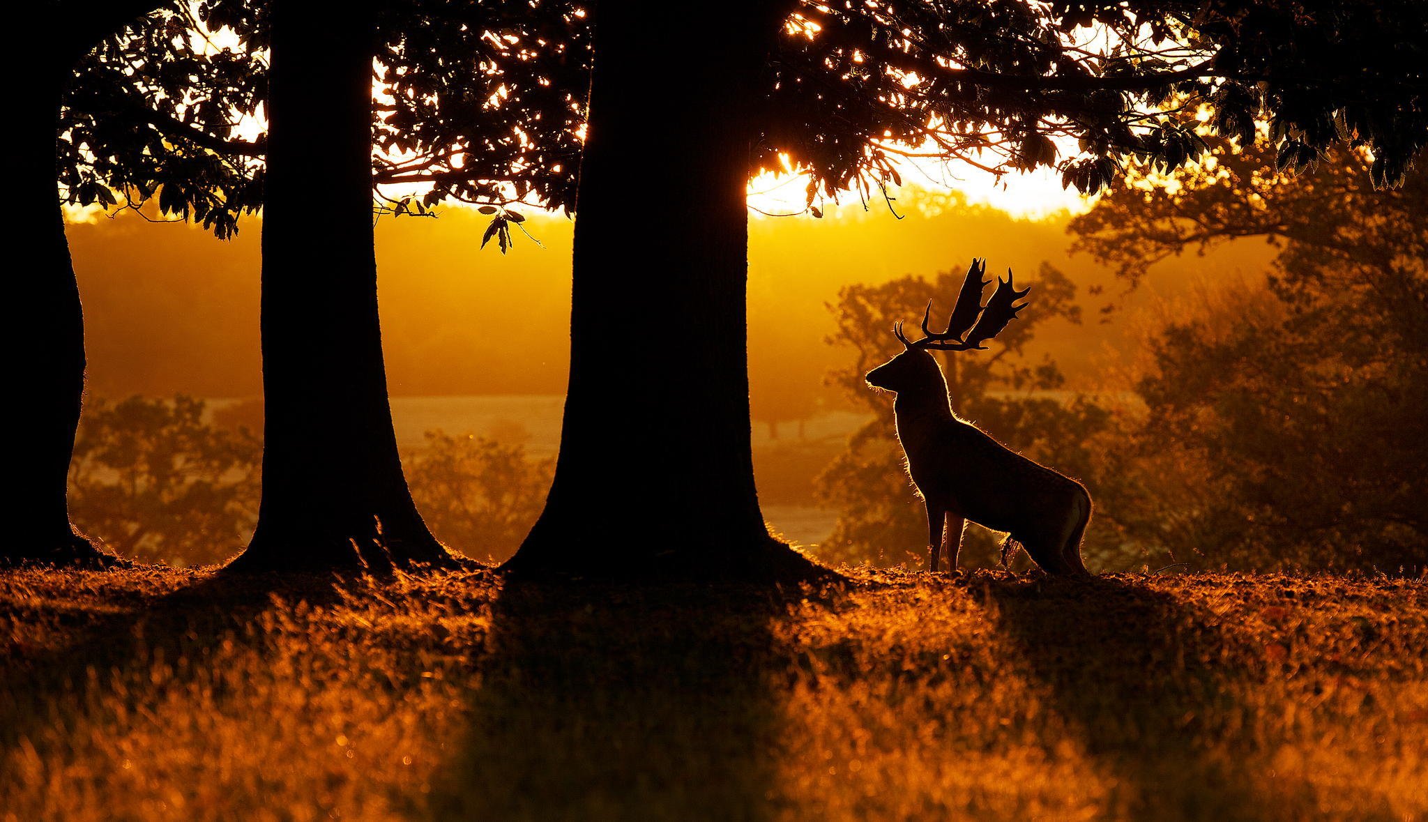 natur wald dämmerung hirsch