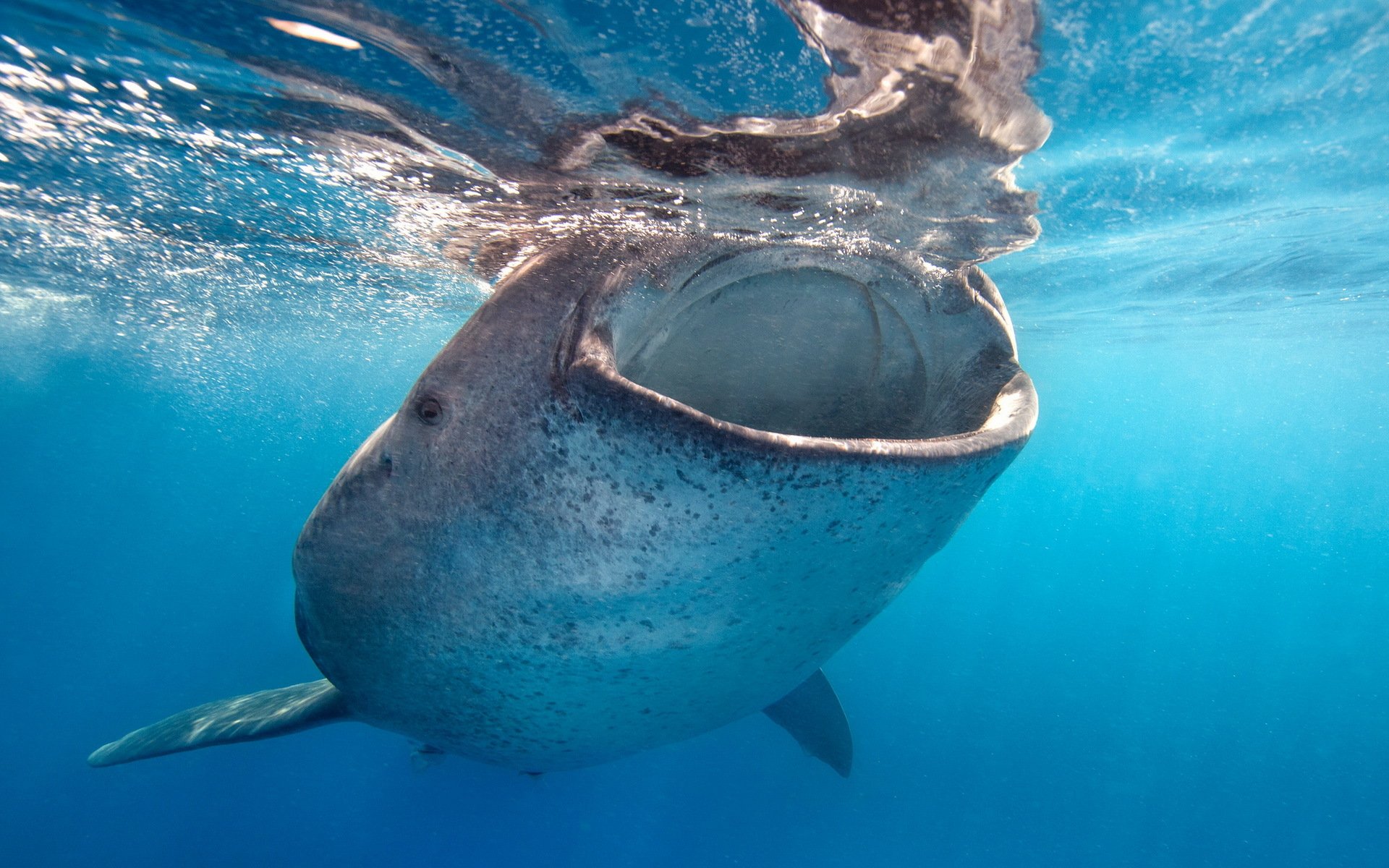 baleine mer nature