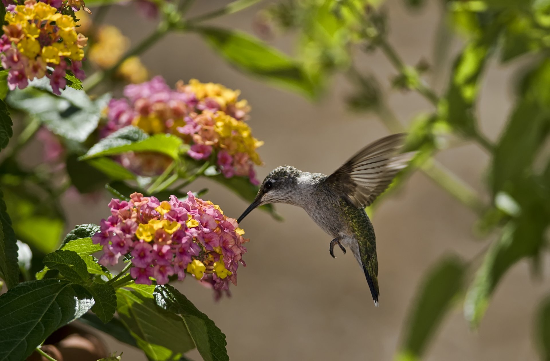 vogel kolibri blumen blätter sonne