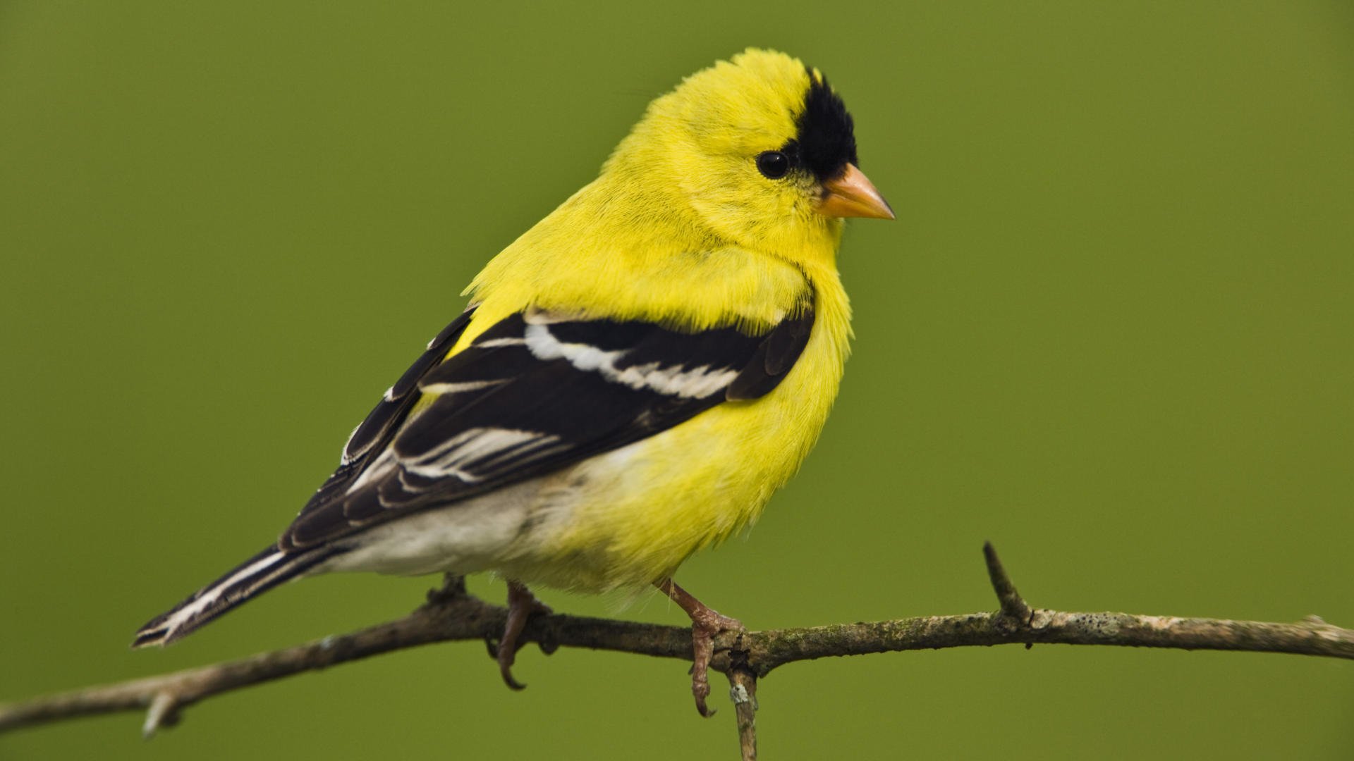 bird small for men american goldfinch male