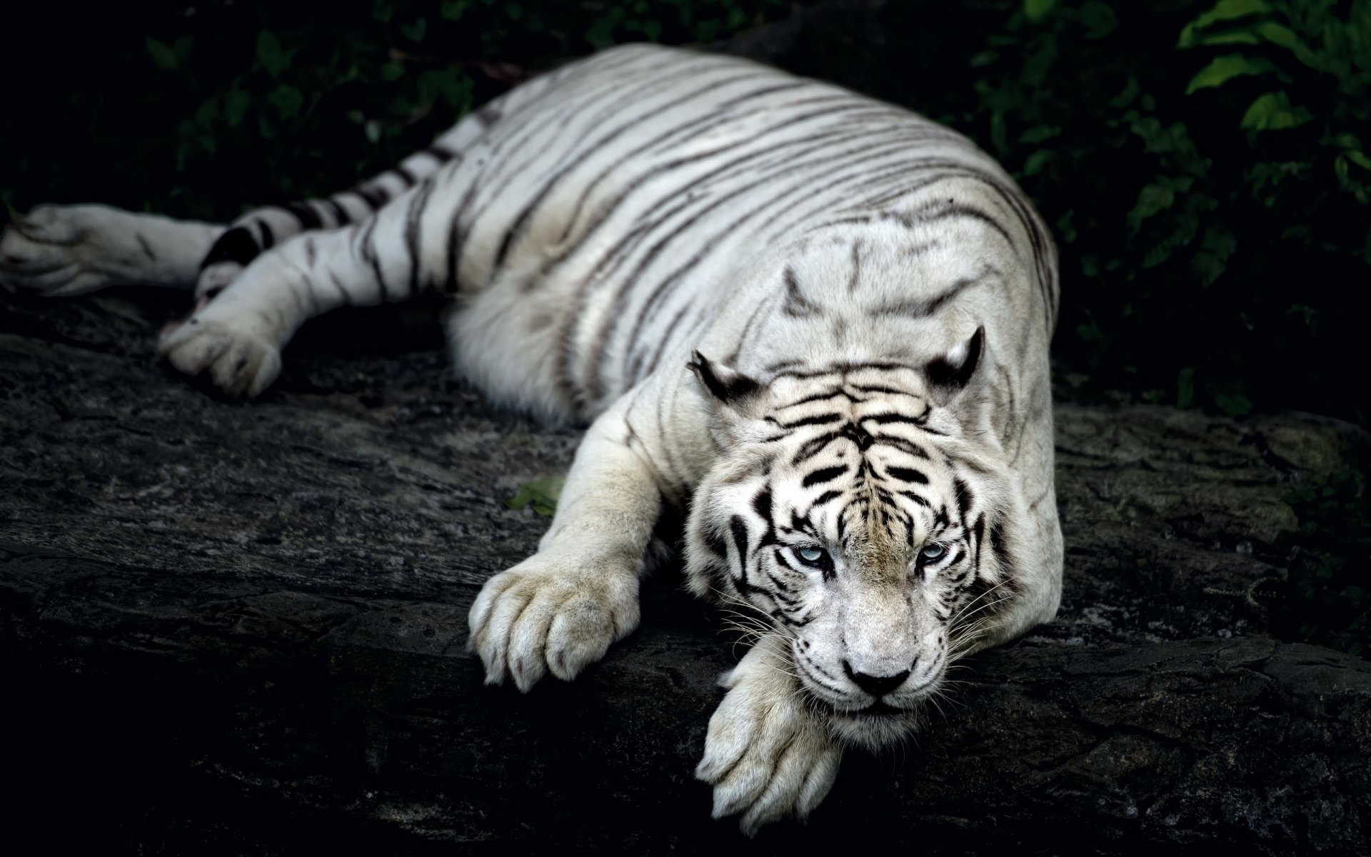 tigre naturaleza fondo