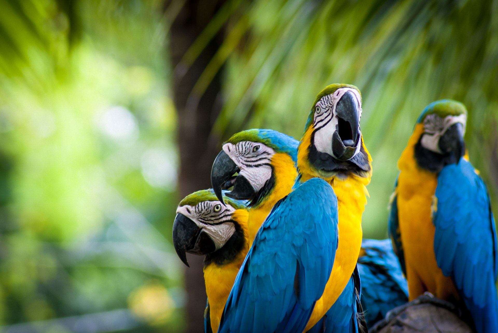 aves loros plumas loros