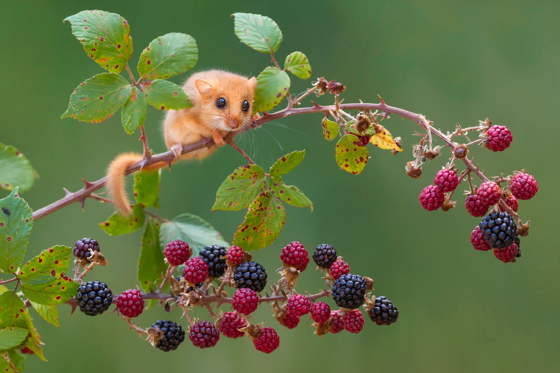 maus zweig beeren