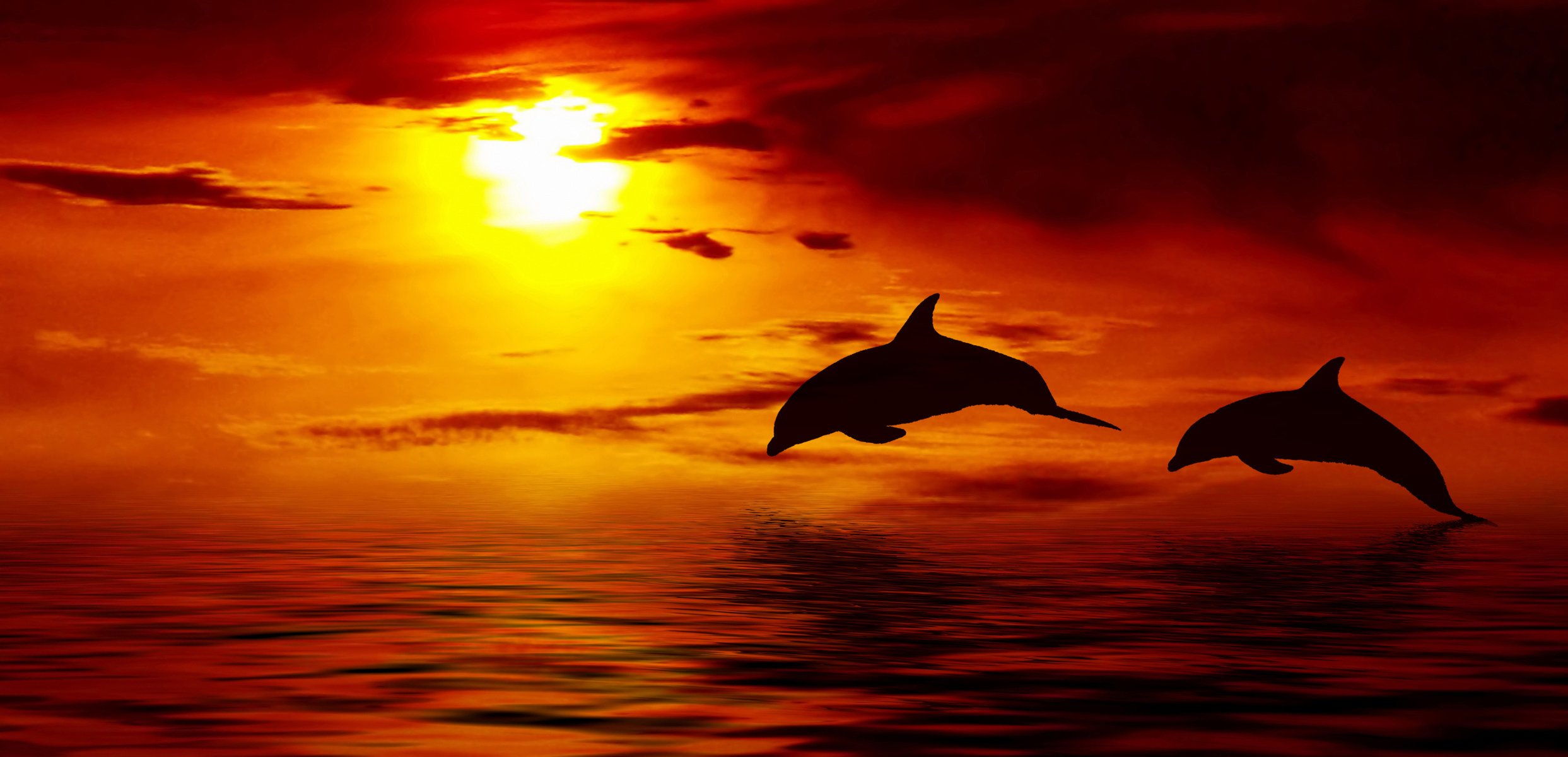 dolphin jumping up ocean sun sunset sky clouds beautiful