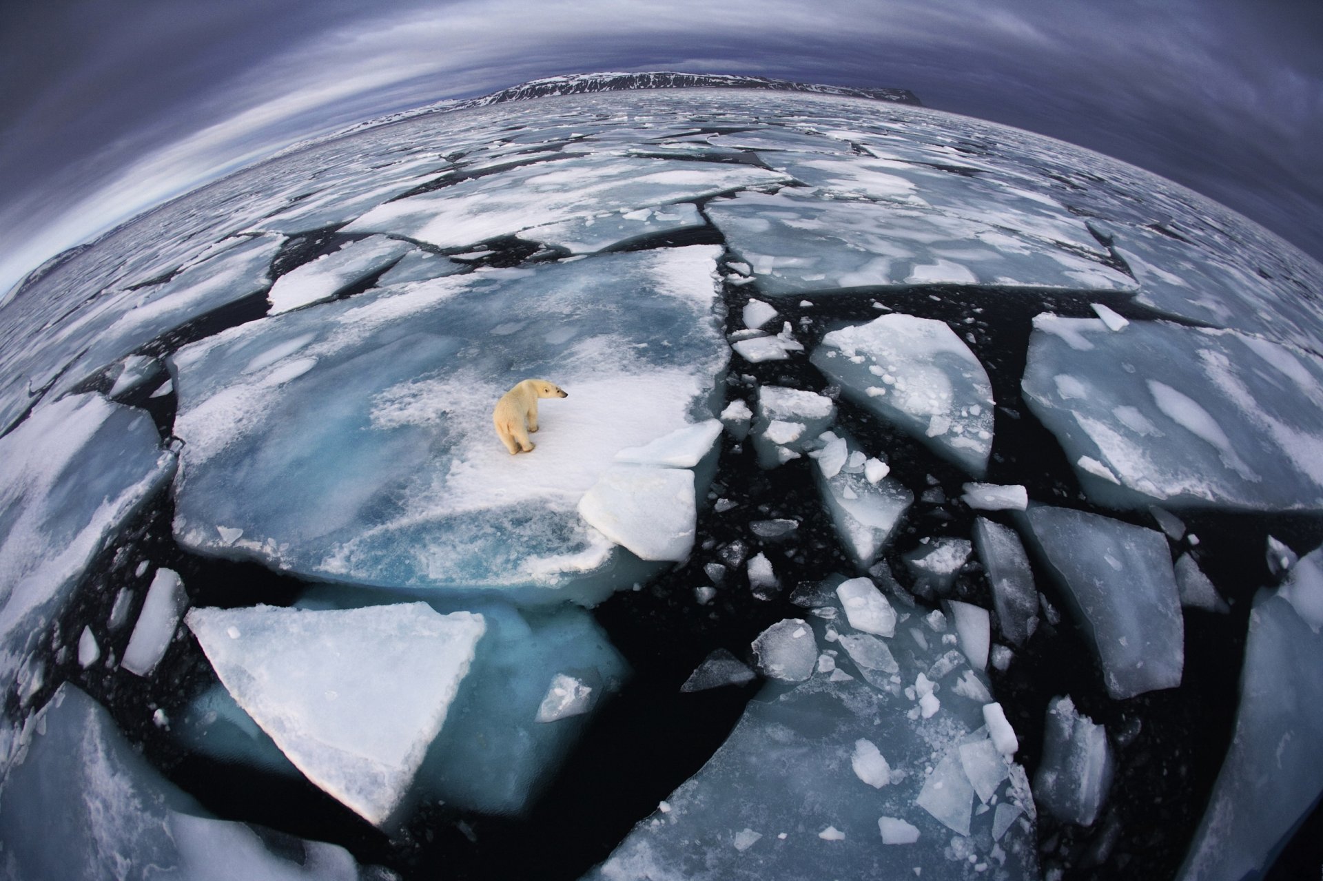 oso polar glaciar frío escarcha océano invierno dinochesto piroda animal salvaje