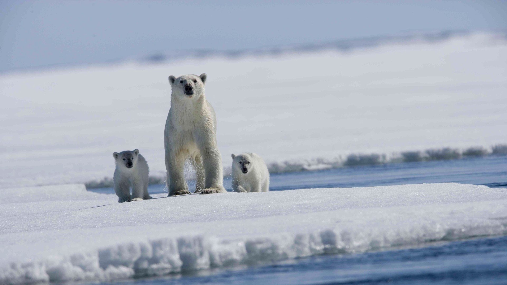 ours polaire oursons arctique banquise mer