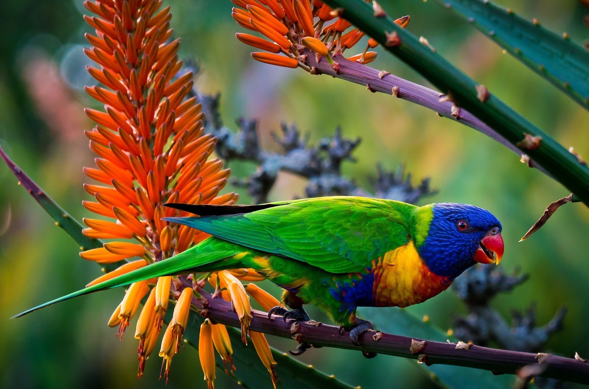 tiere vogel papagei mehrfarbige loriquette gefieder färbung zweige blumen unschärfe