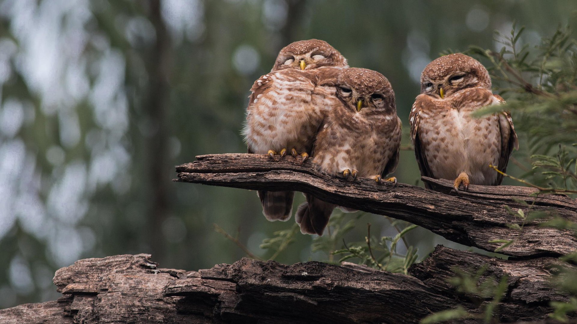 owl owls birds three sleeping log forest nature