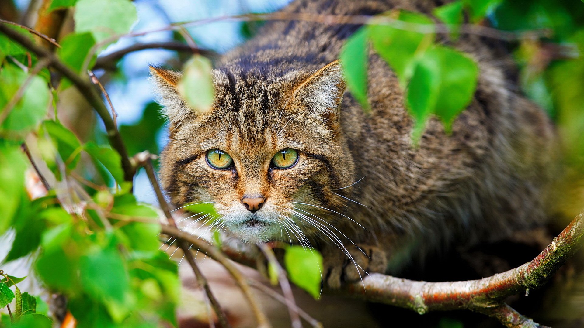 дикая кошка животное морда шотландский wild cat