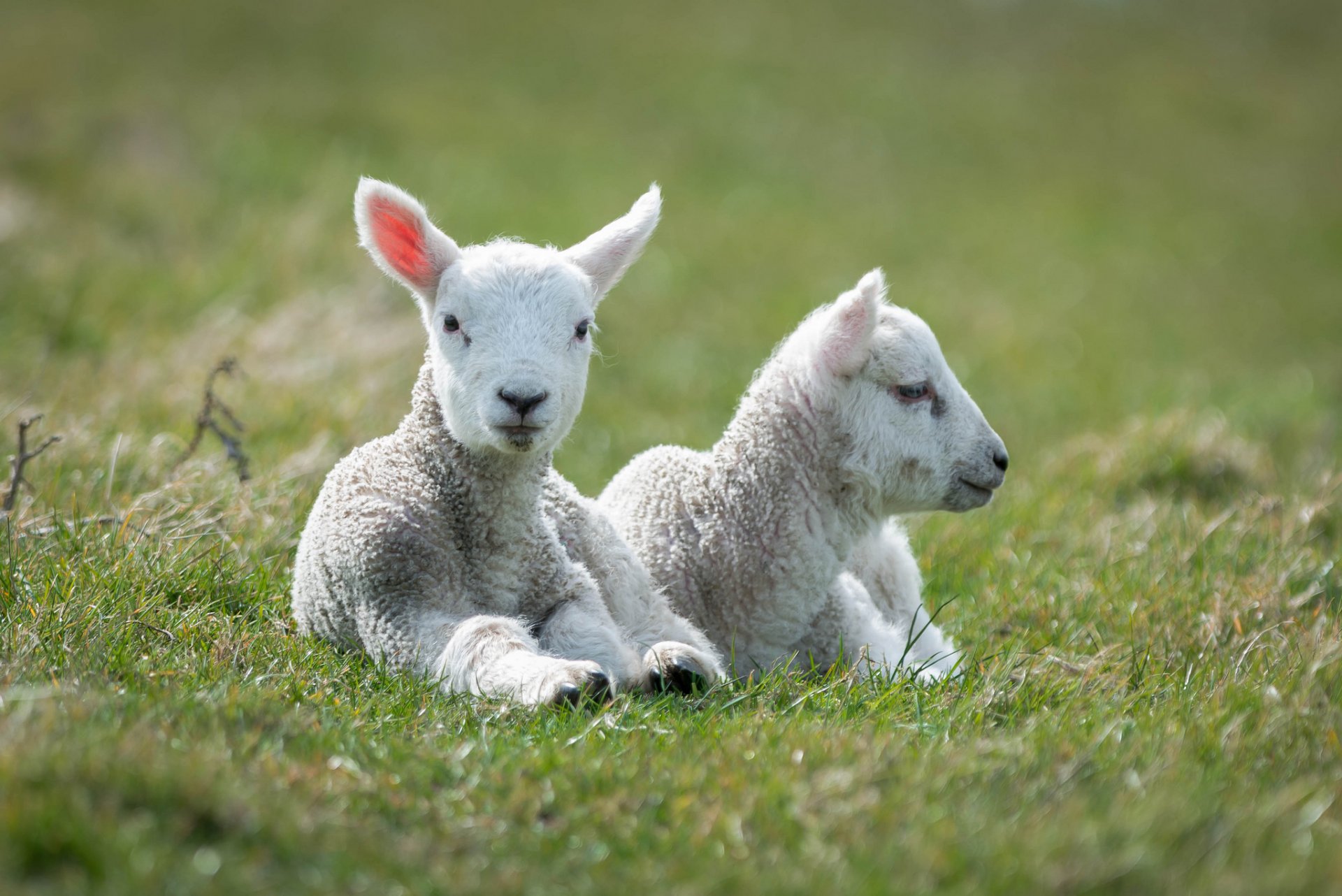 heep white lambs two lie