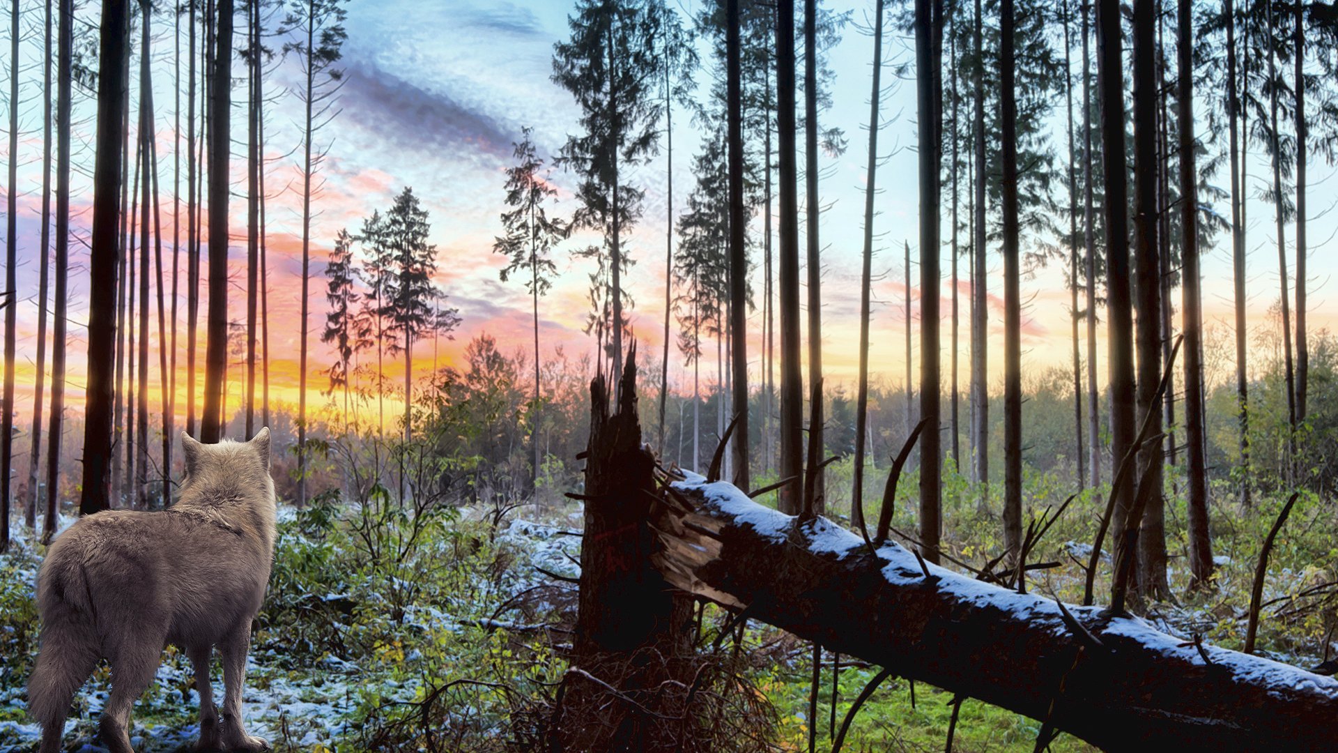 wilk drapieżnik natura las drzewa gałęzie biały niebo krajobraz