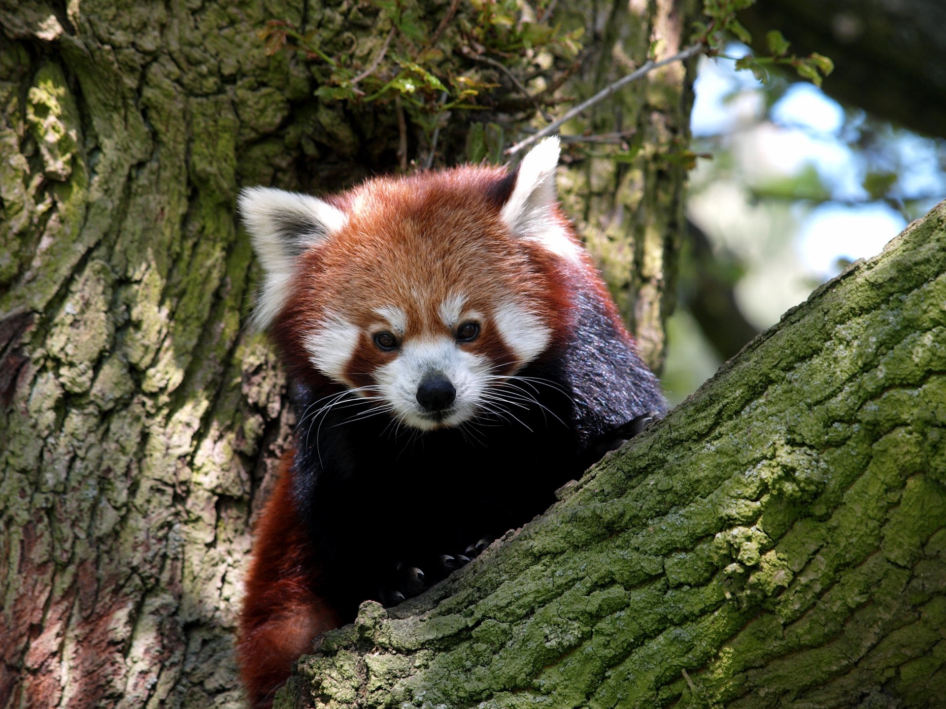 red panda krasnaya panda animals mammal tree blur