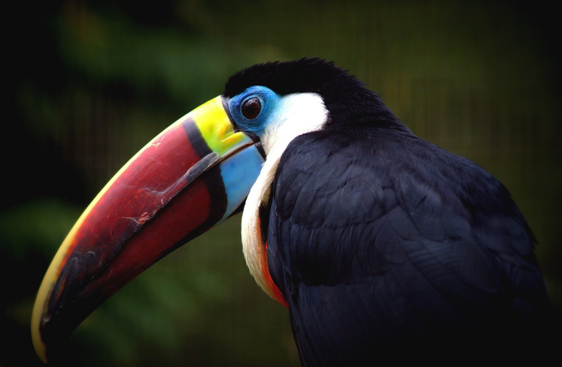 toucan beak poultry