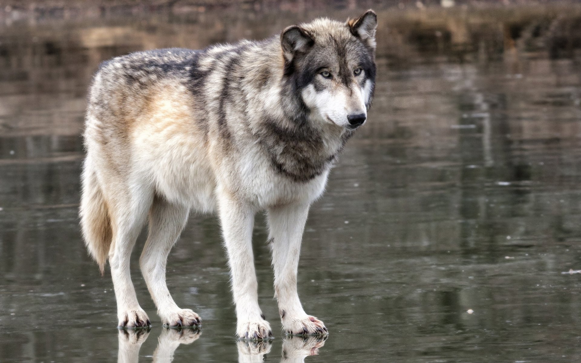 lupo predatore sguardo