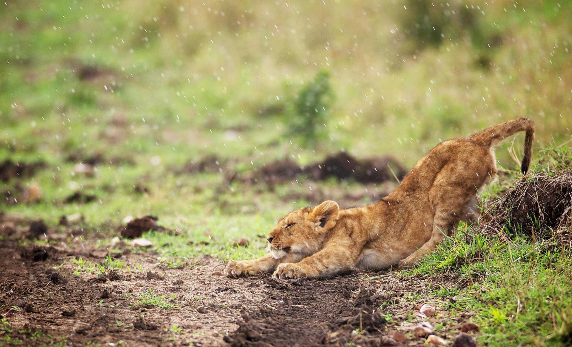 lionceau potyagusi pluie kisa