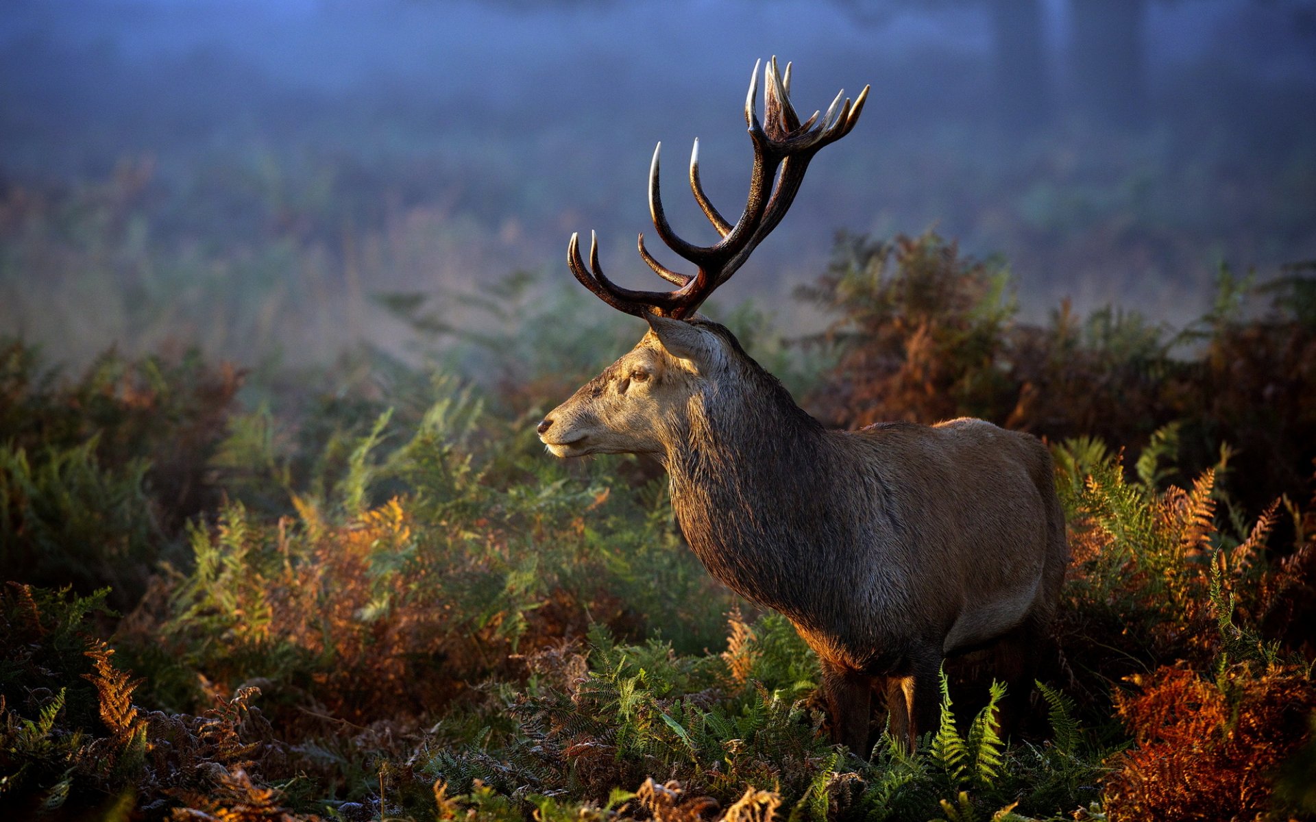 cervo natura erba animale corna