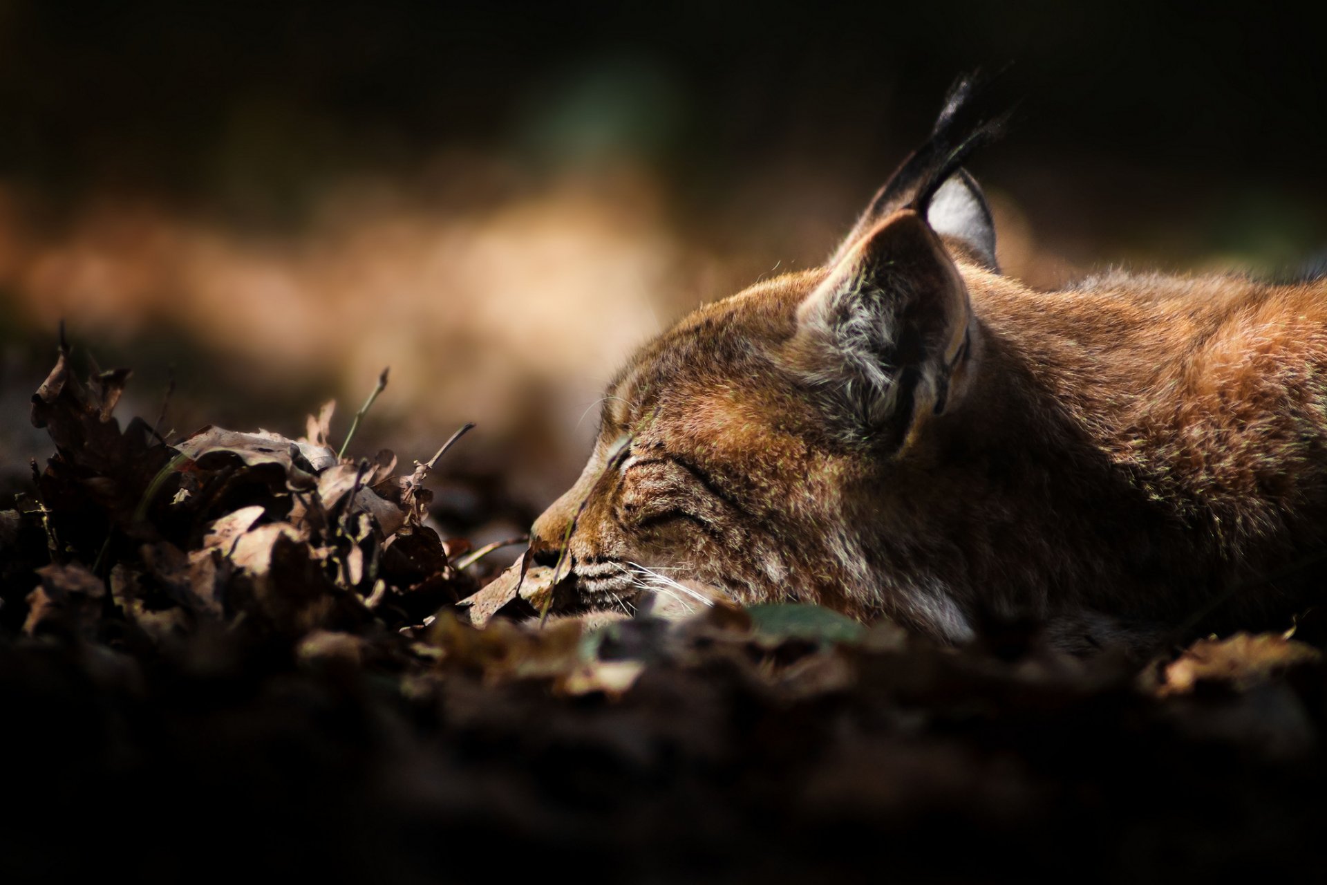 blätter trocken luchs raubtier liegt schläft