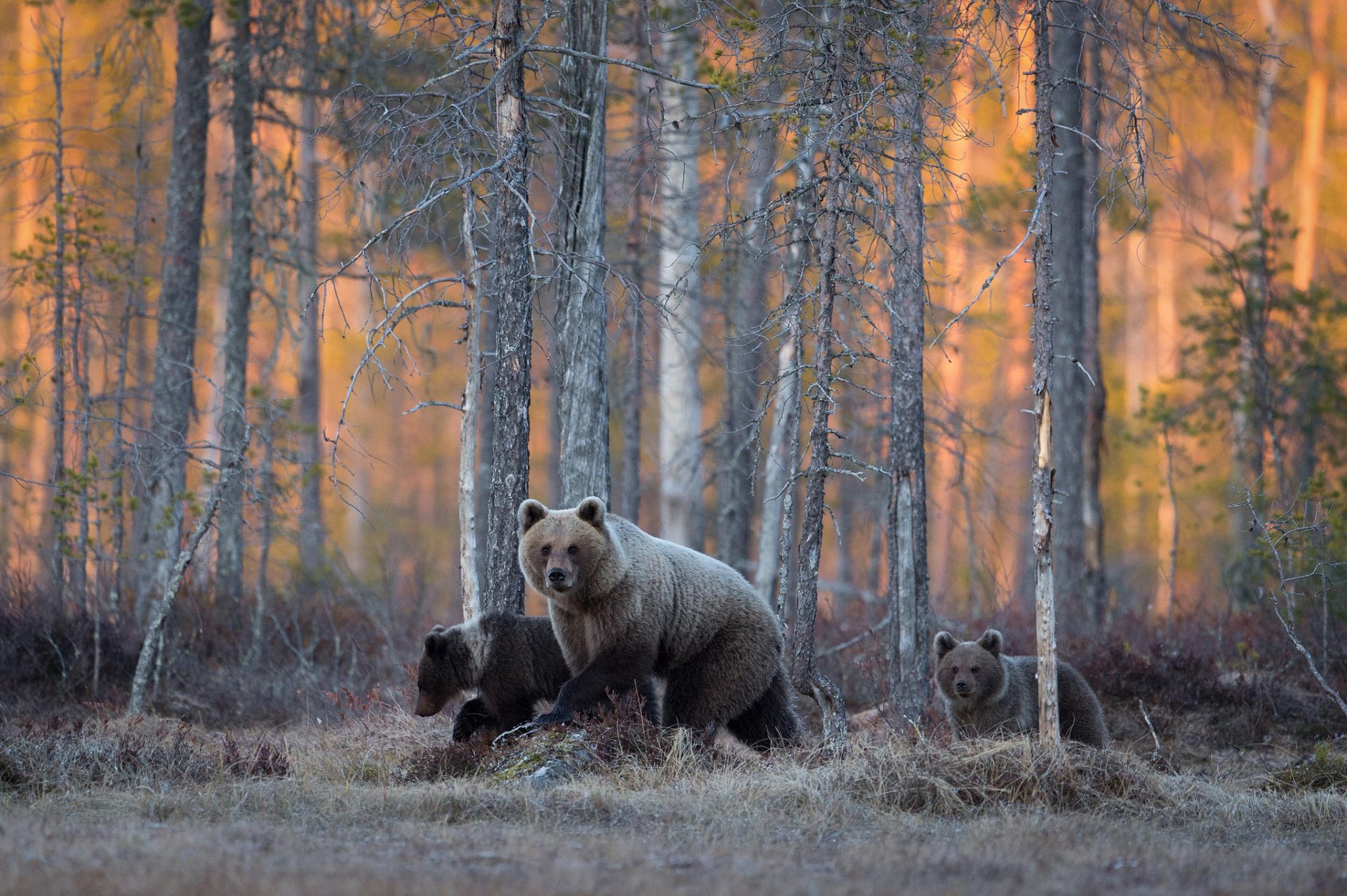 bears forest wildlife