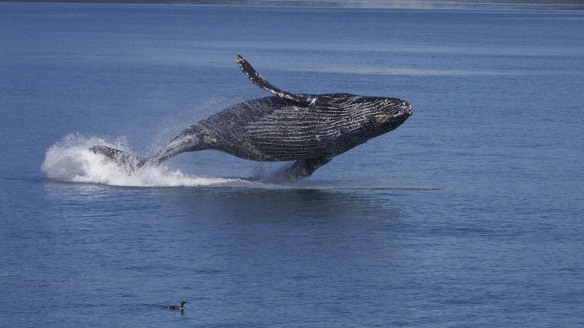 baleine à bosse bossu rorqual à bras long kaira oiseau alaska océan eau