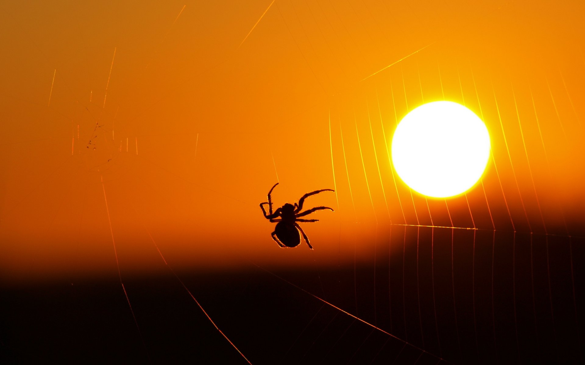 spinne spinnennetz licht