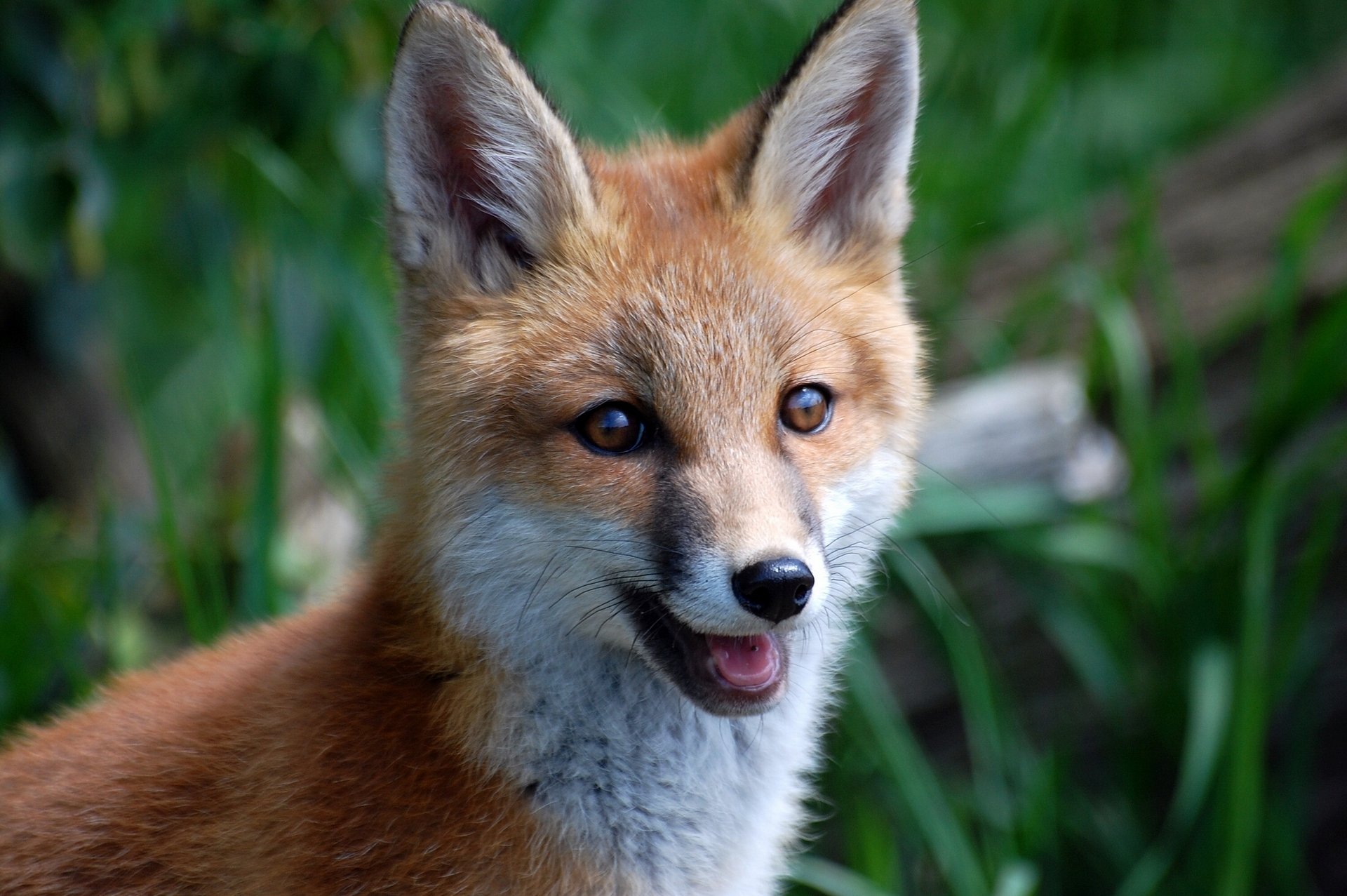 fox red snout