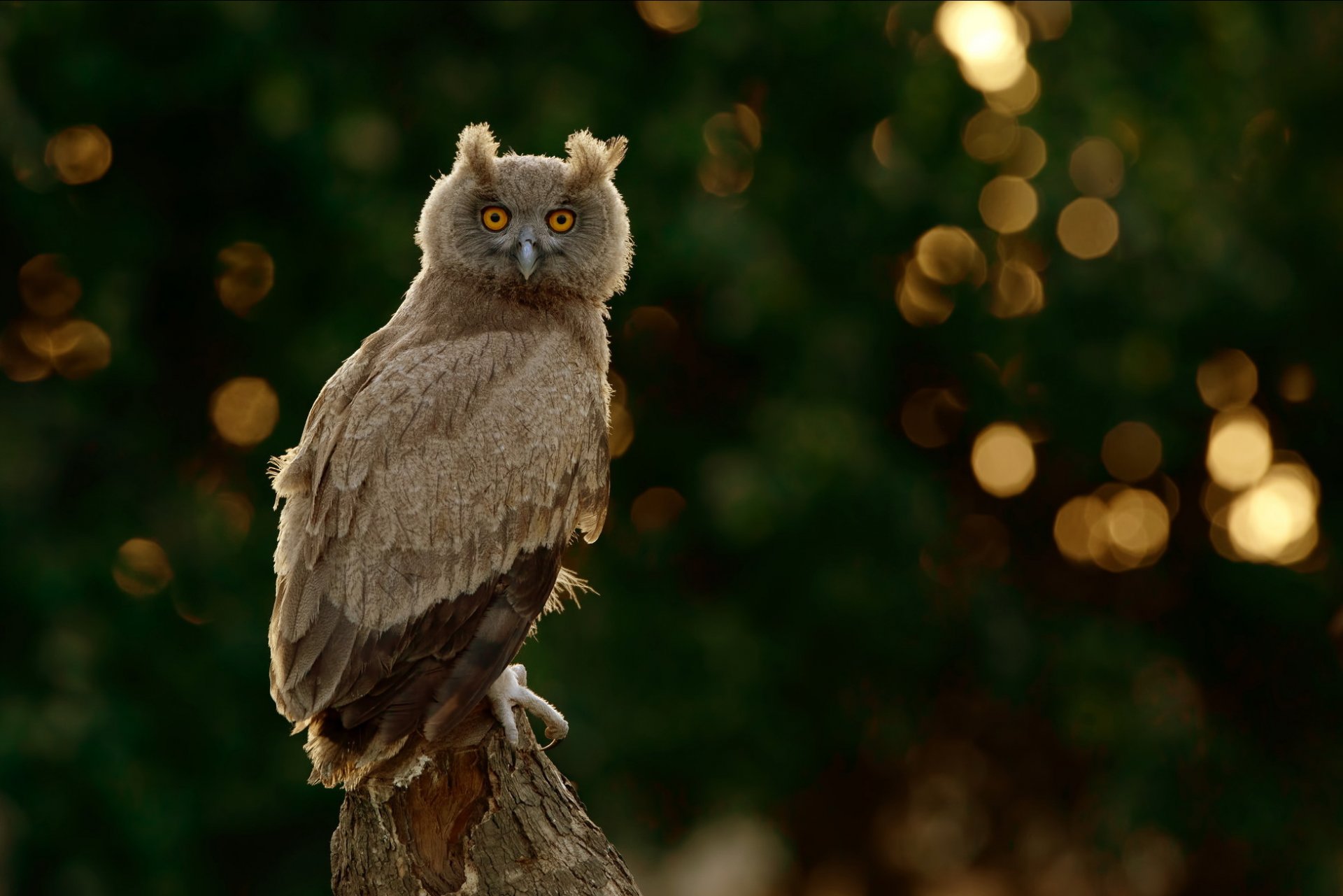 owl background blur