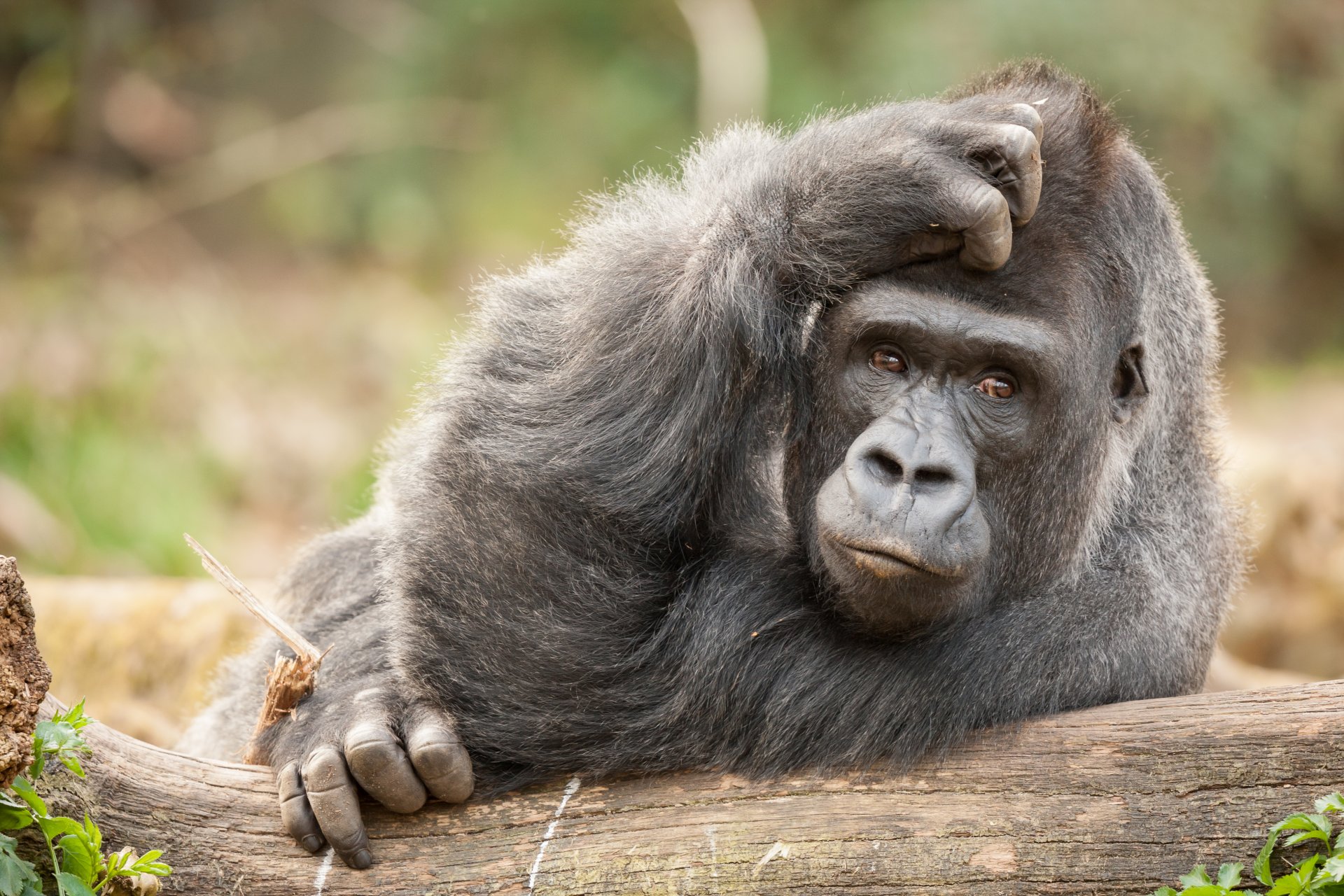 affe blick nachdenklichkeit