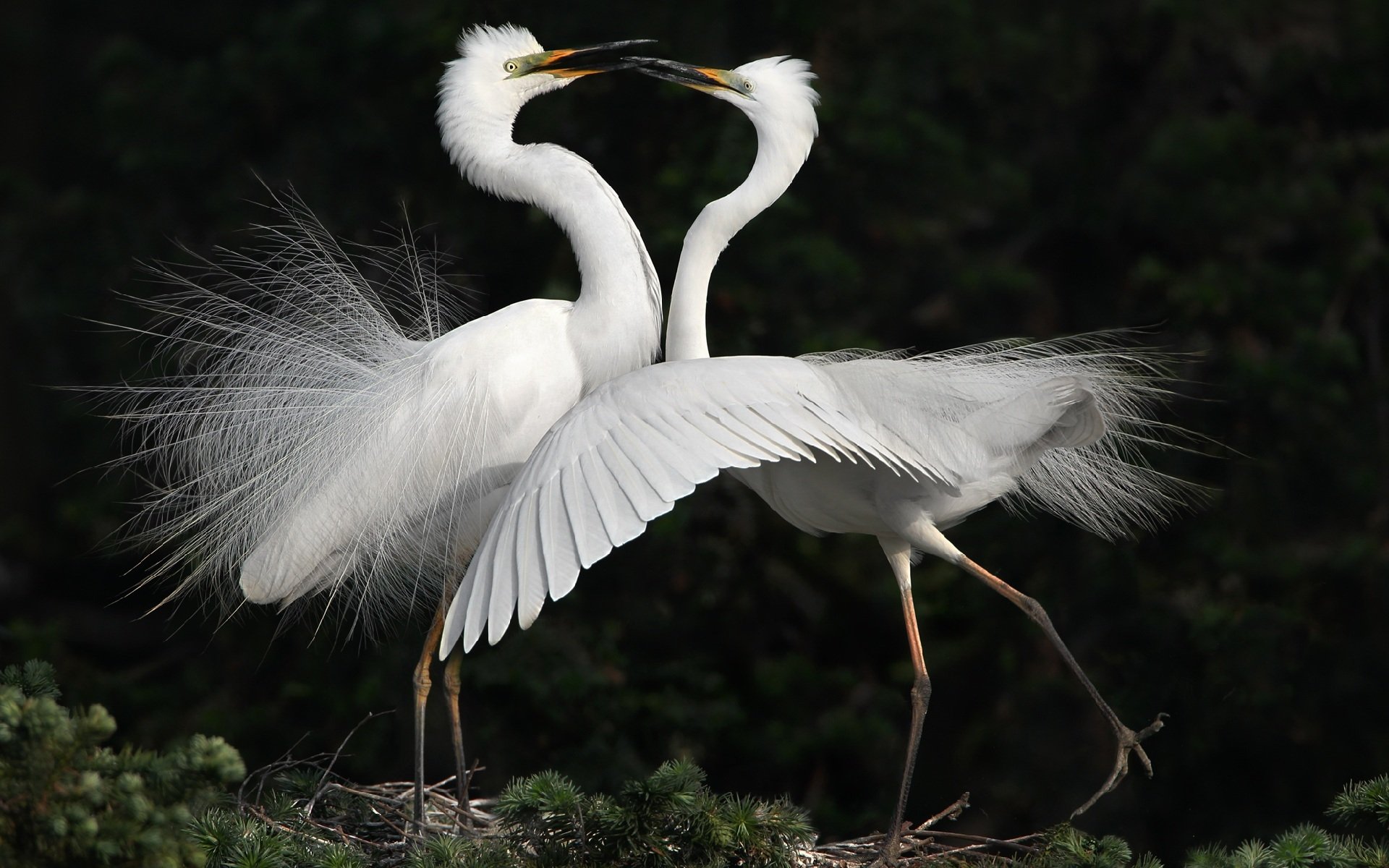 birds heron white dance