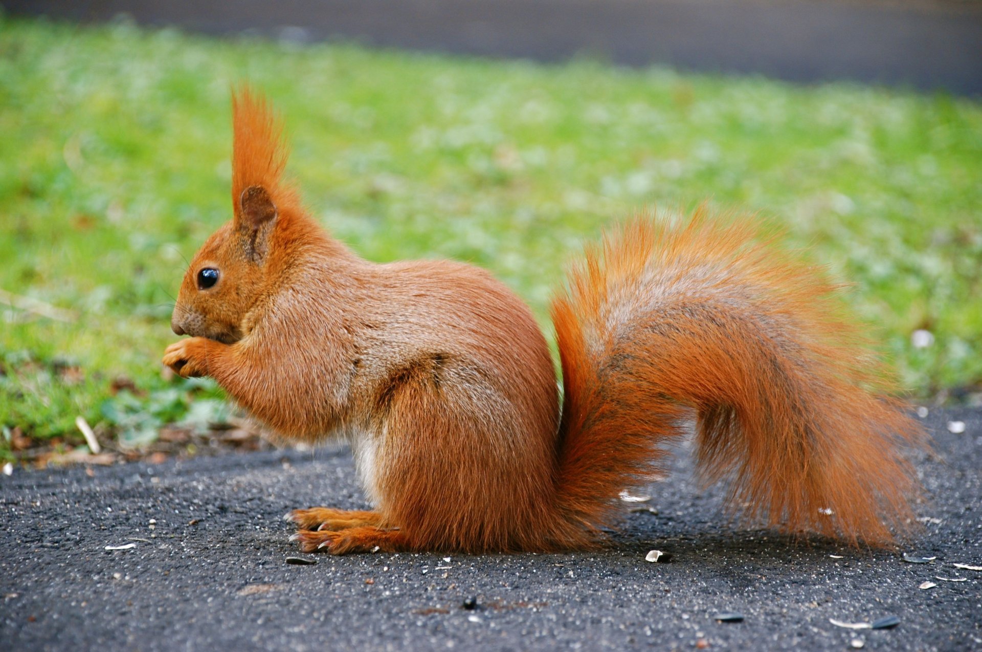 ardilla animal pelirroja cola