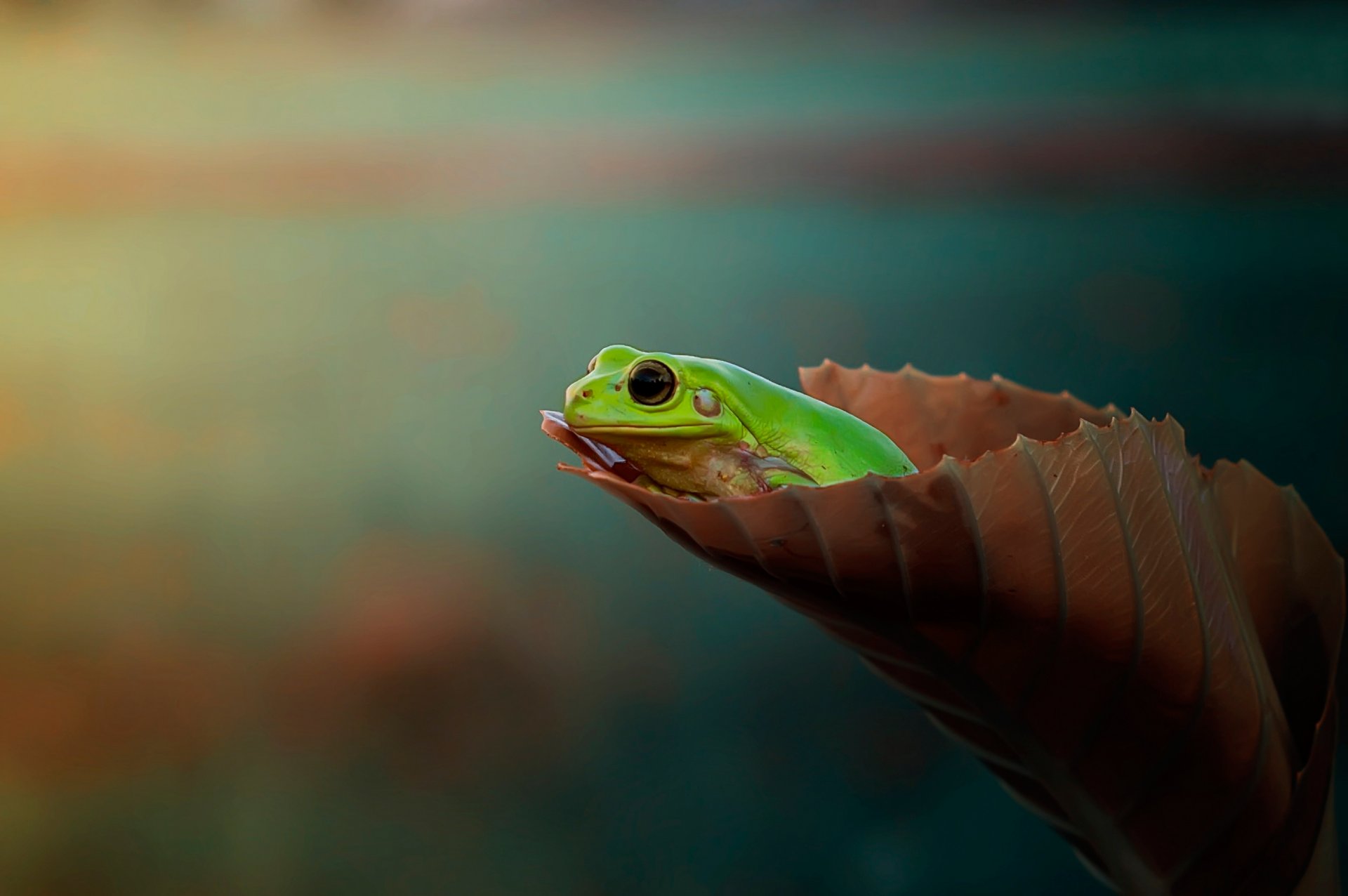 grenouille feuille fond