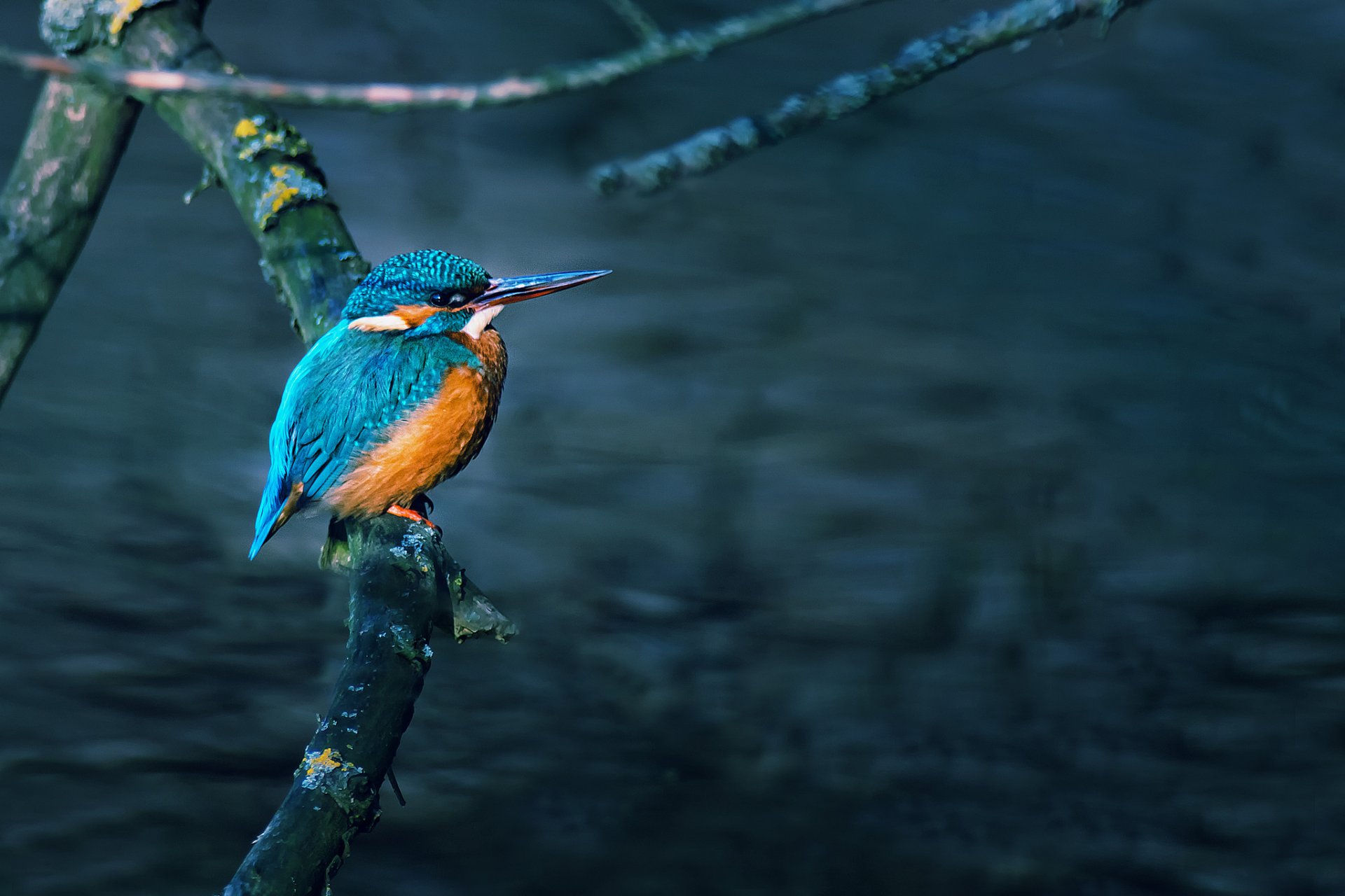 tree branch water poultry kingfisher