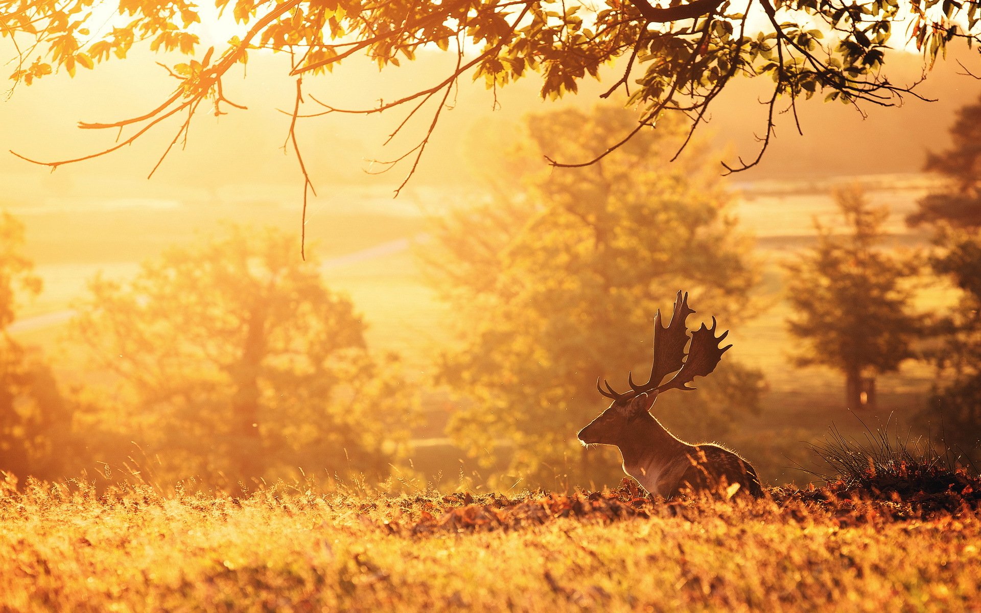 reindeer morning nature