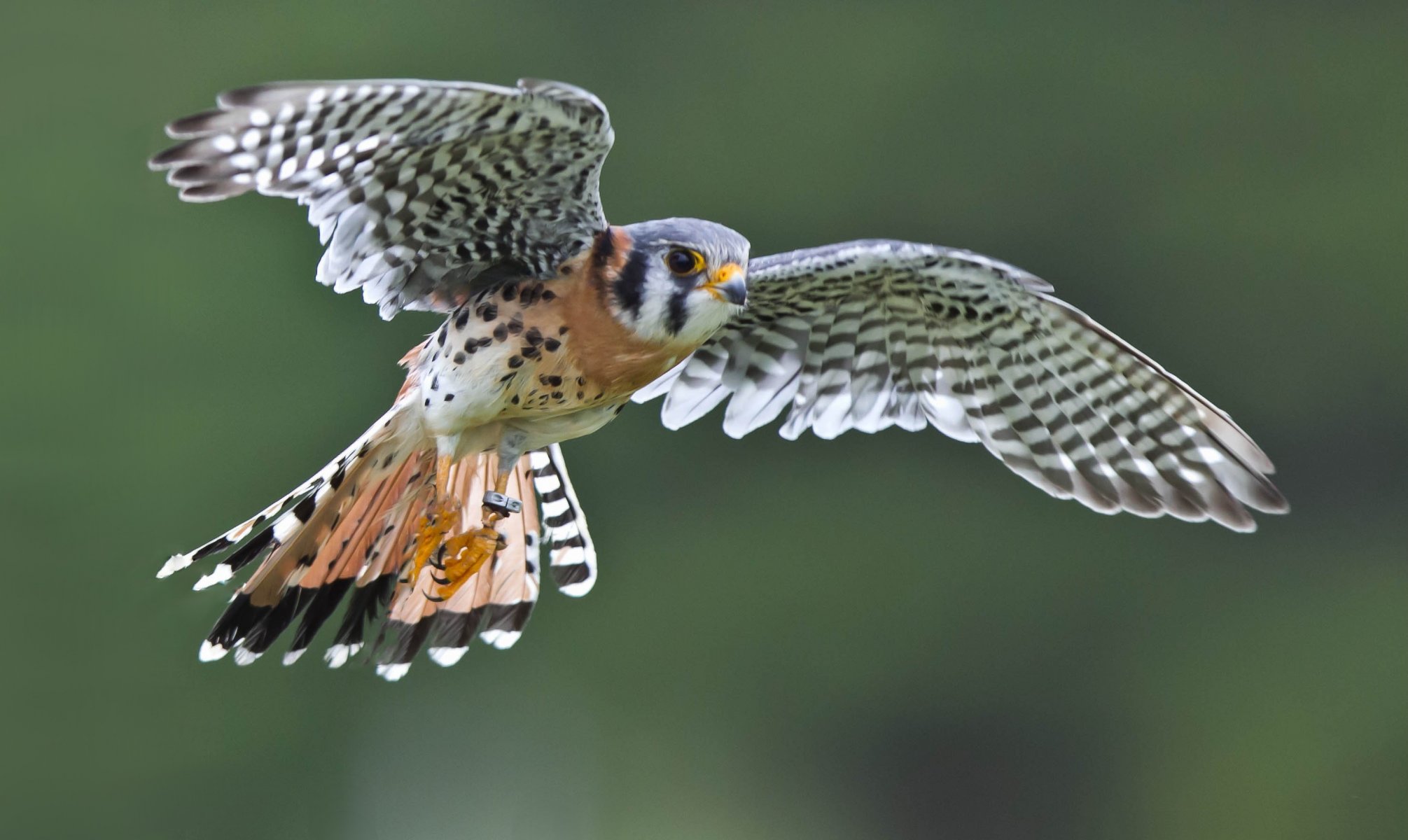 poultry flight wings falcon kestrel sparrow