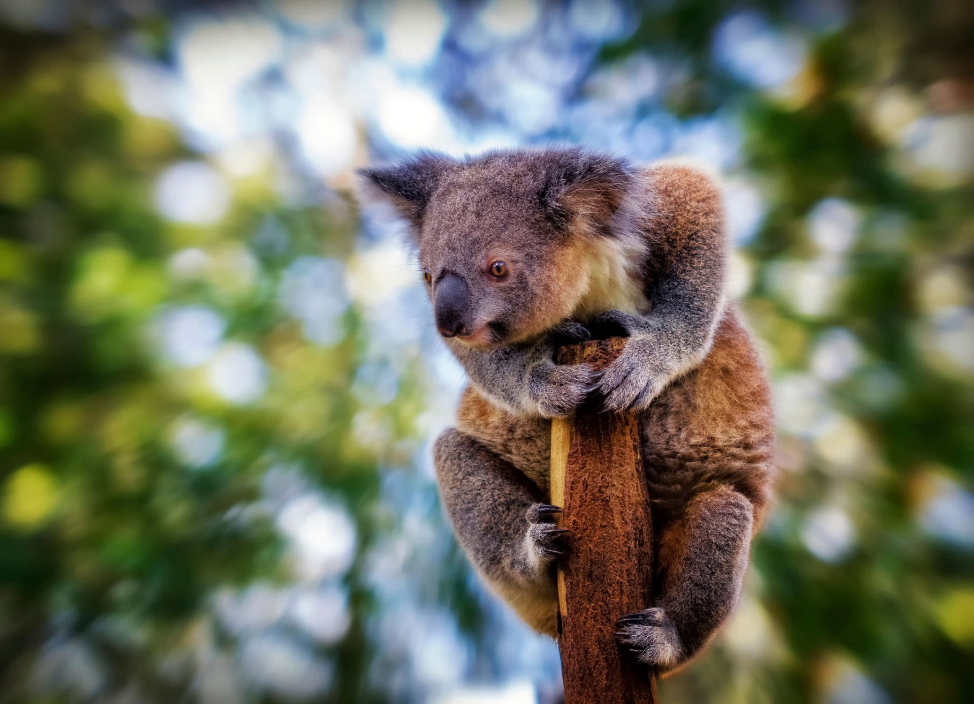 koala mirada desenfoque