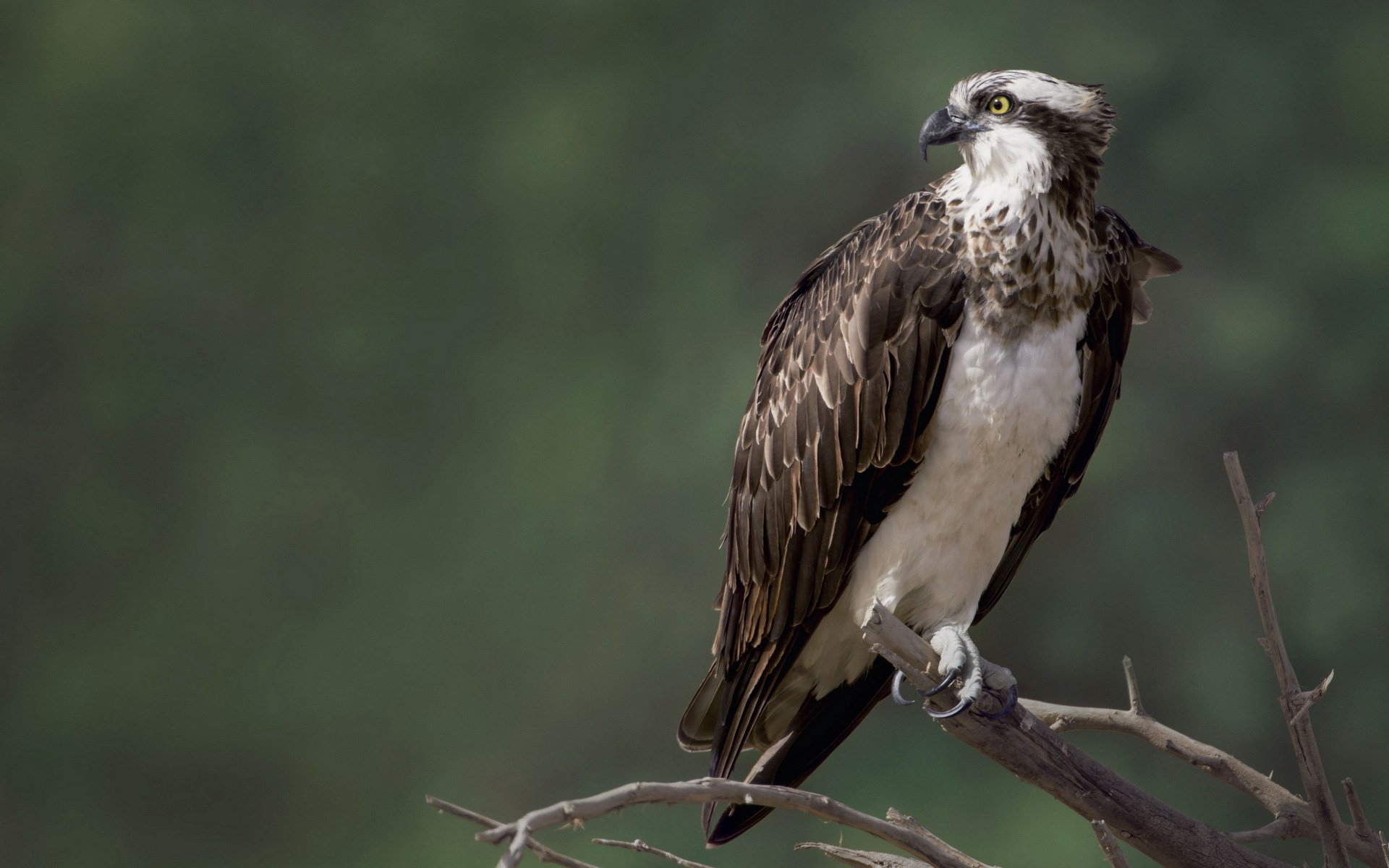 osprey poultry nature falcon