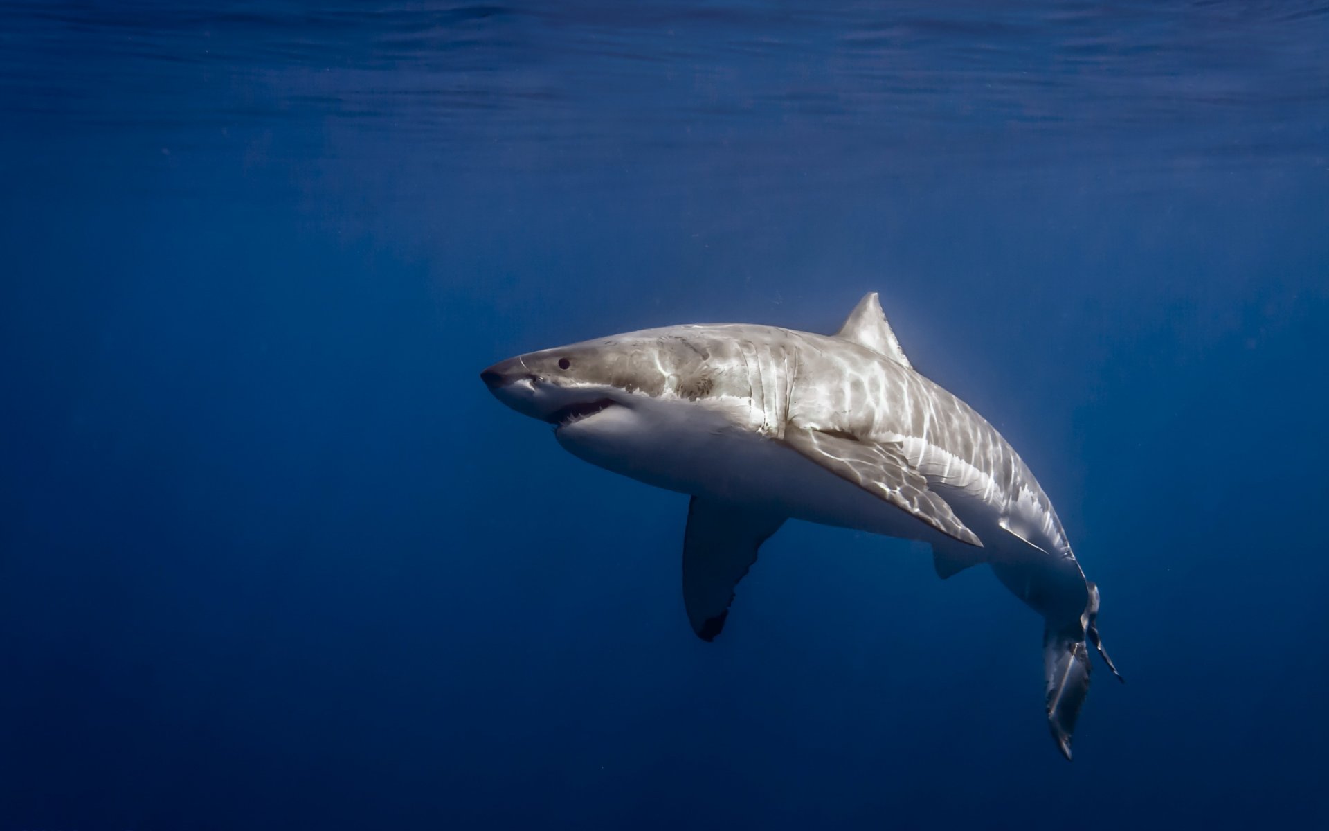 grand requin blanc carcharodon carcharias isla de guadalupe mexique