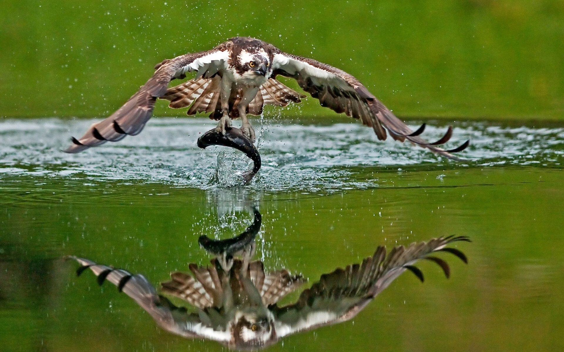 balbuzard oiseau poisson proie capture réflexion eau