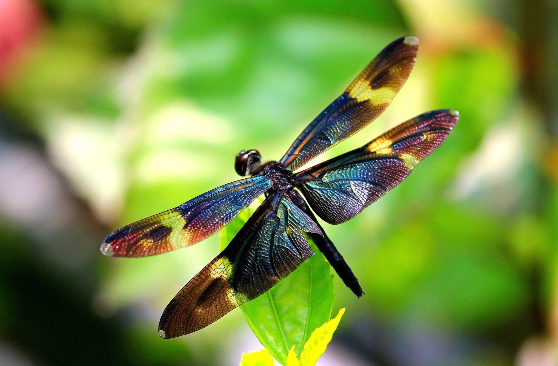 libellula insetto ali ali