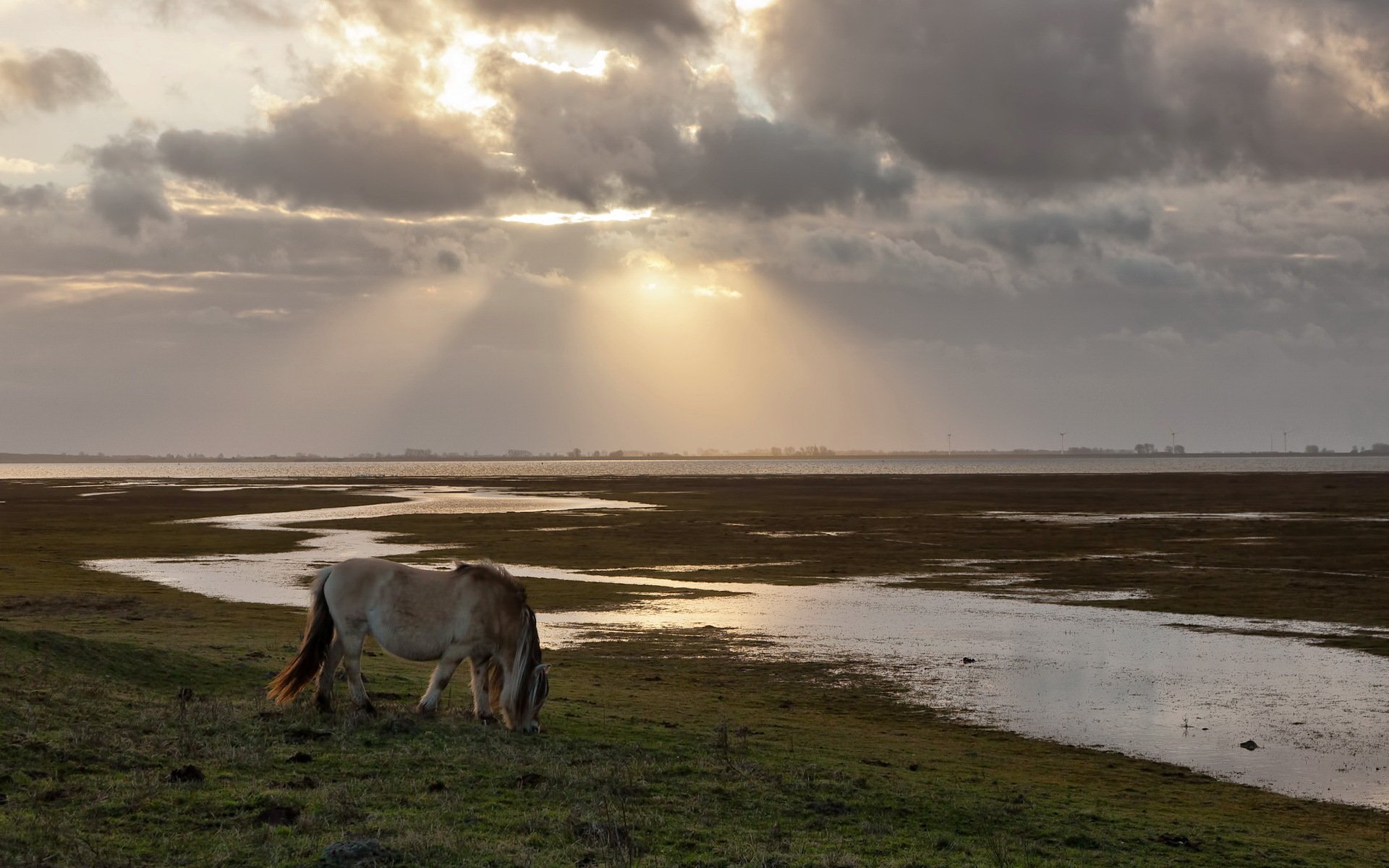 pferd feld strahlen natur