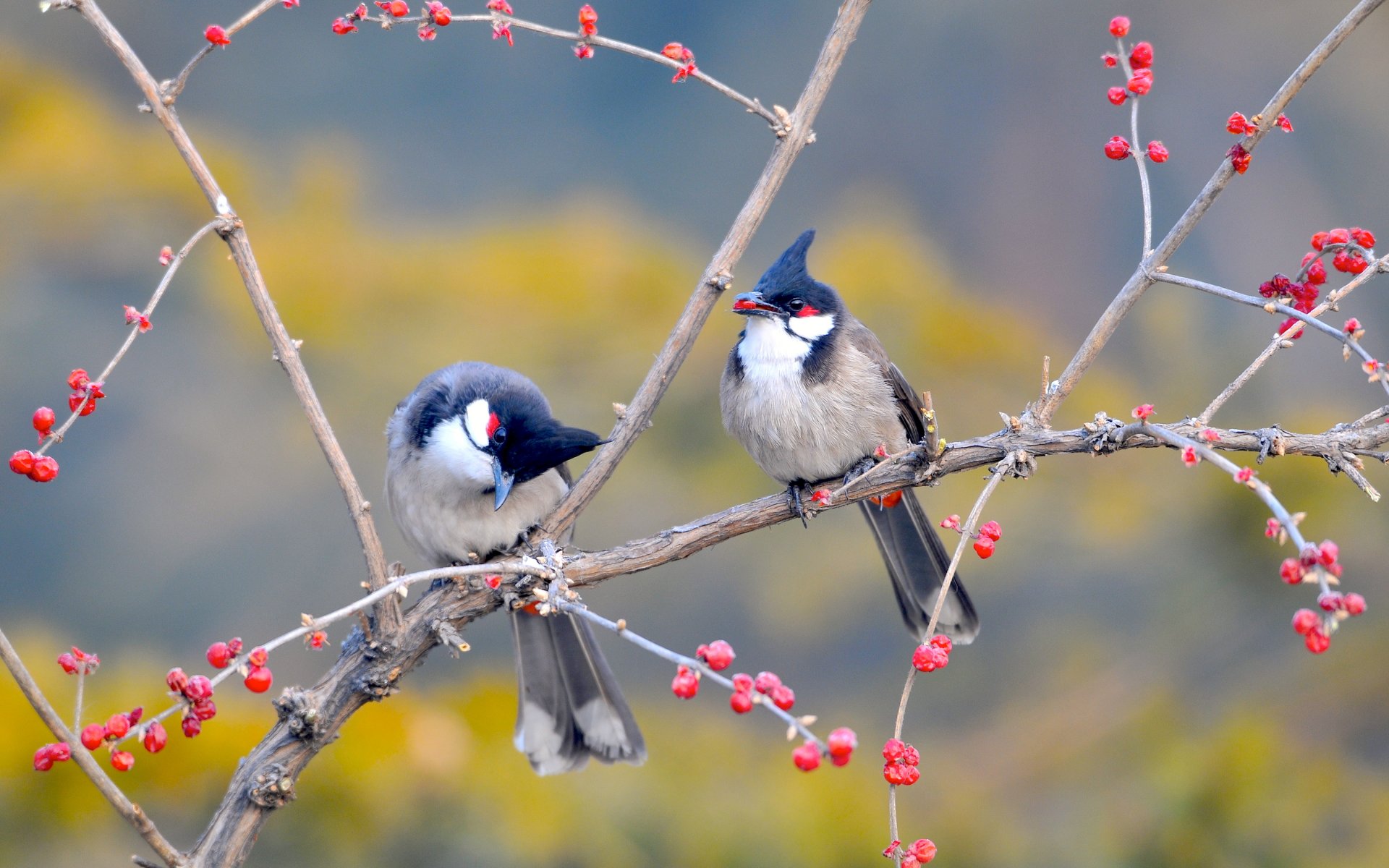 jardín árbol ramas aves bayas china parque nanhaizi beijing