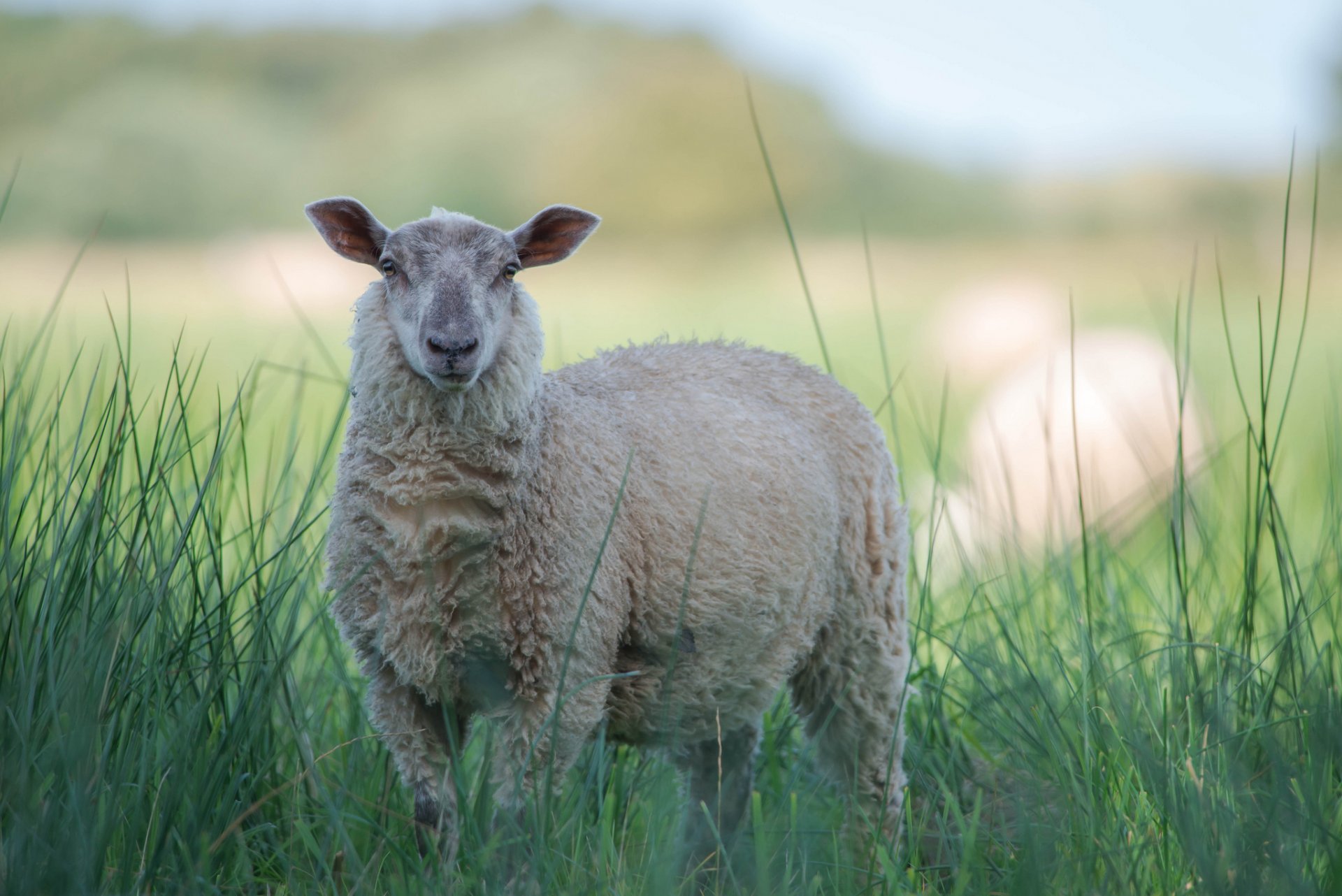 herbe mouton blanc flou