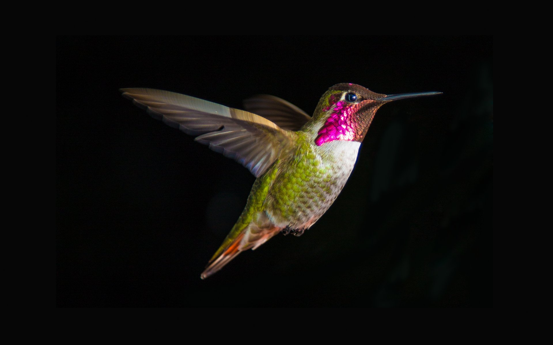 oiseau colibri